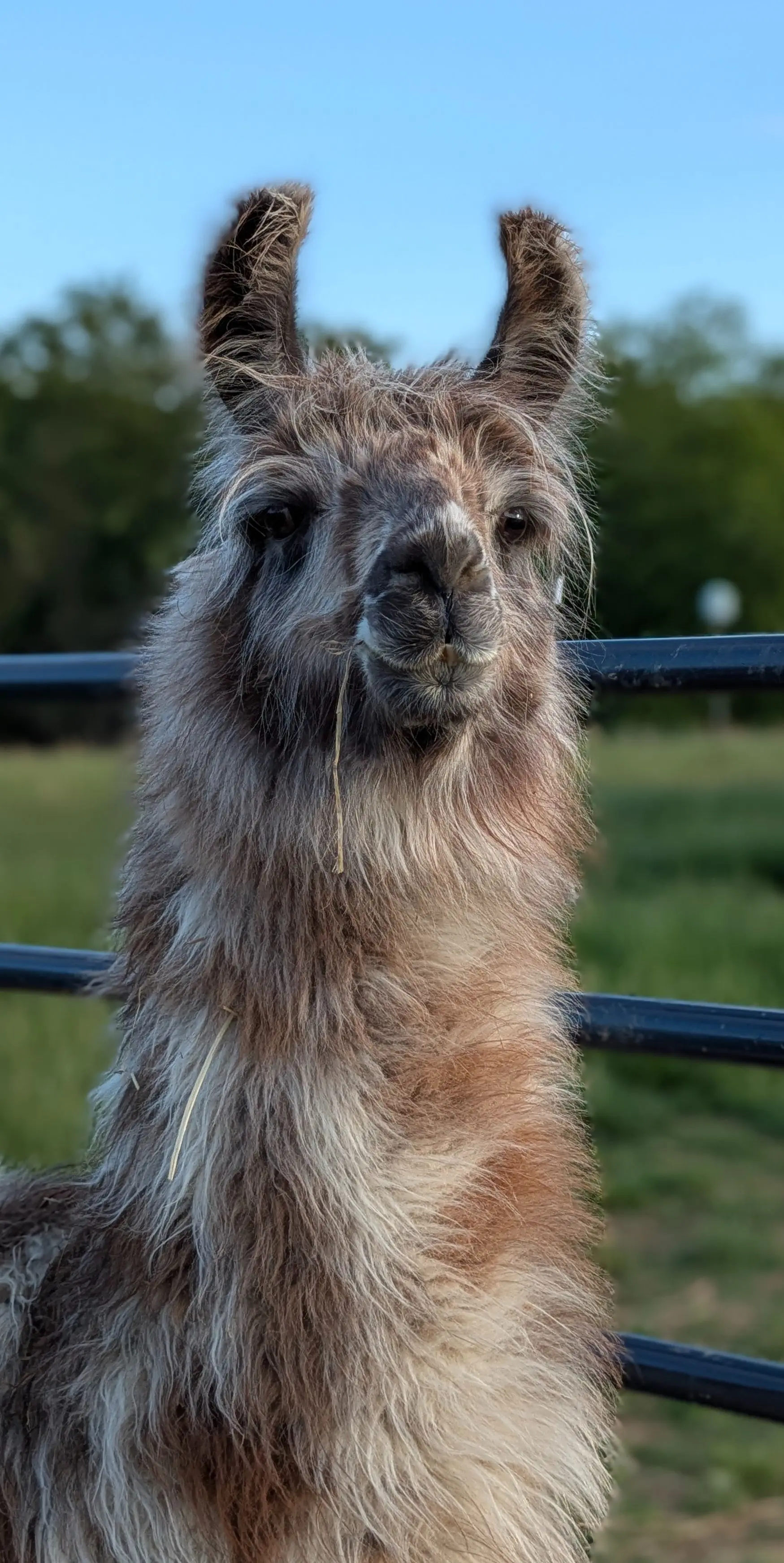 Close-up portrait of a llama named Gryffindor, showing his shaggy, mixed light brown and grayish-white fleece, perked banana-shaped ears, and dark muzzle with a strand of hay in his mouth. He looks directly at the camera with a dark fence, green trees, and blue sky blurred in the background.