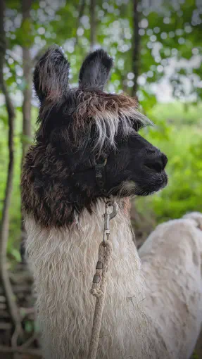 An image of a animal named Ladybug
