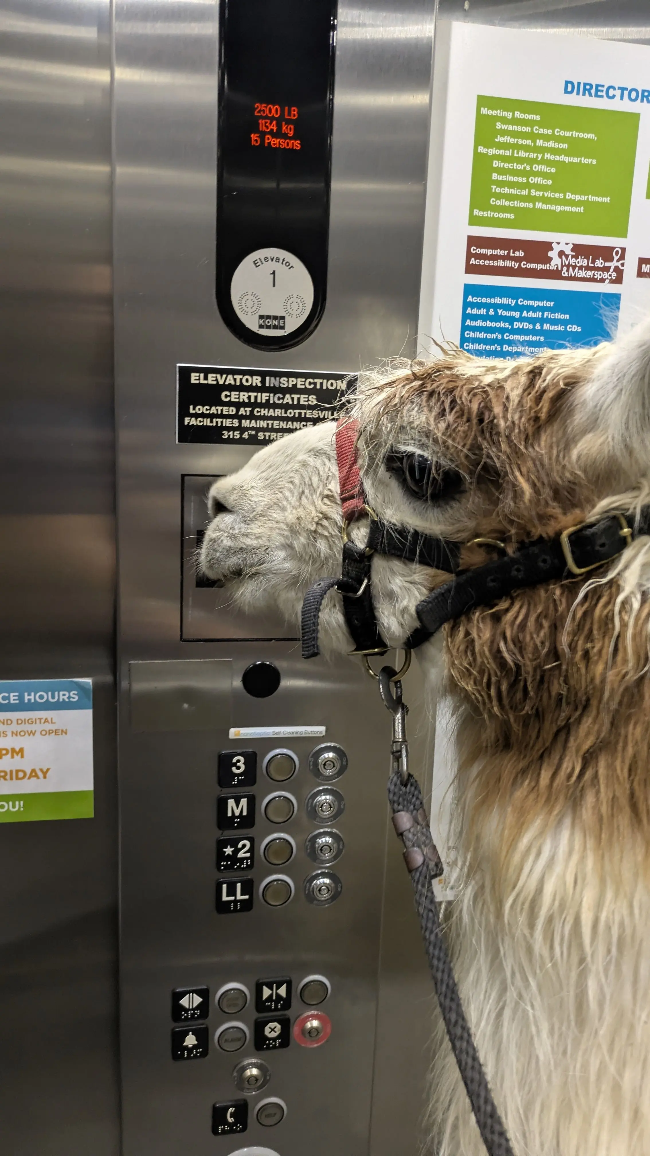 A llama named Teriyaki with white and red hair, wearing a red and black halter, stands in a library elevator. Teriyaki is looking at the stainless steel elevator doors with the elevator's control panel visible with buttons for multiple floors, and a sign for a library directory is partially visible on the right.