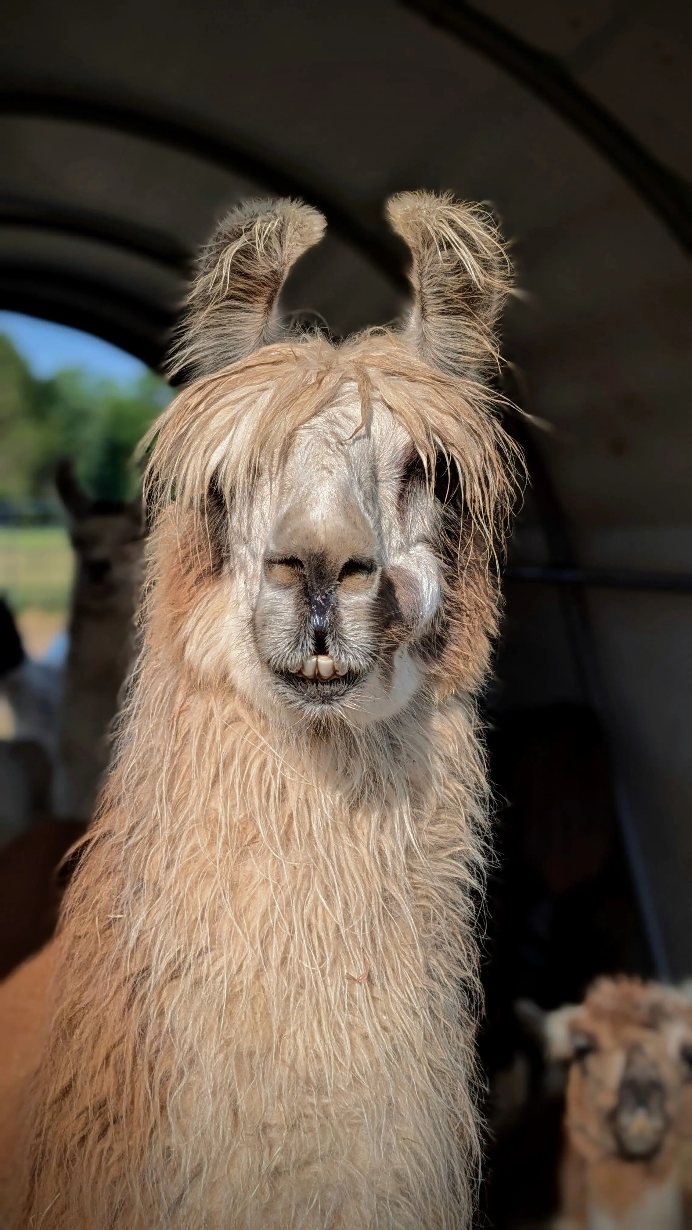 A close-up, eye-level portrait of a llama named Gemma looking directly at the camera. The llama has light brown and white hair, and her mouth is slightly open, showing two front teeth. Her ears are pointy and stand straight up. The background is a blurred-out field with other llamas.