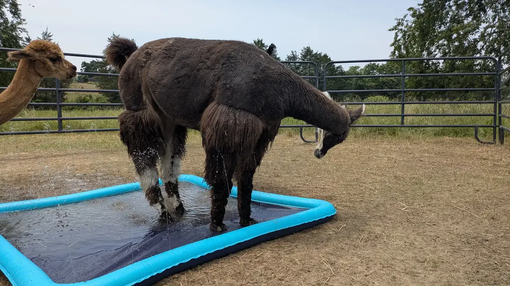 Kabooki checks out a splashpad on a warm summer day.
