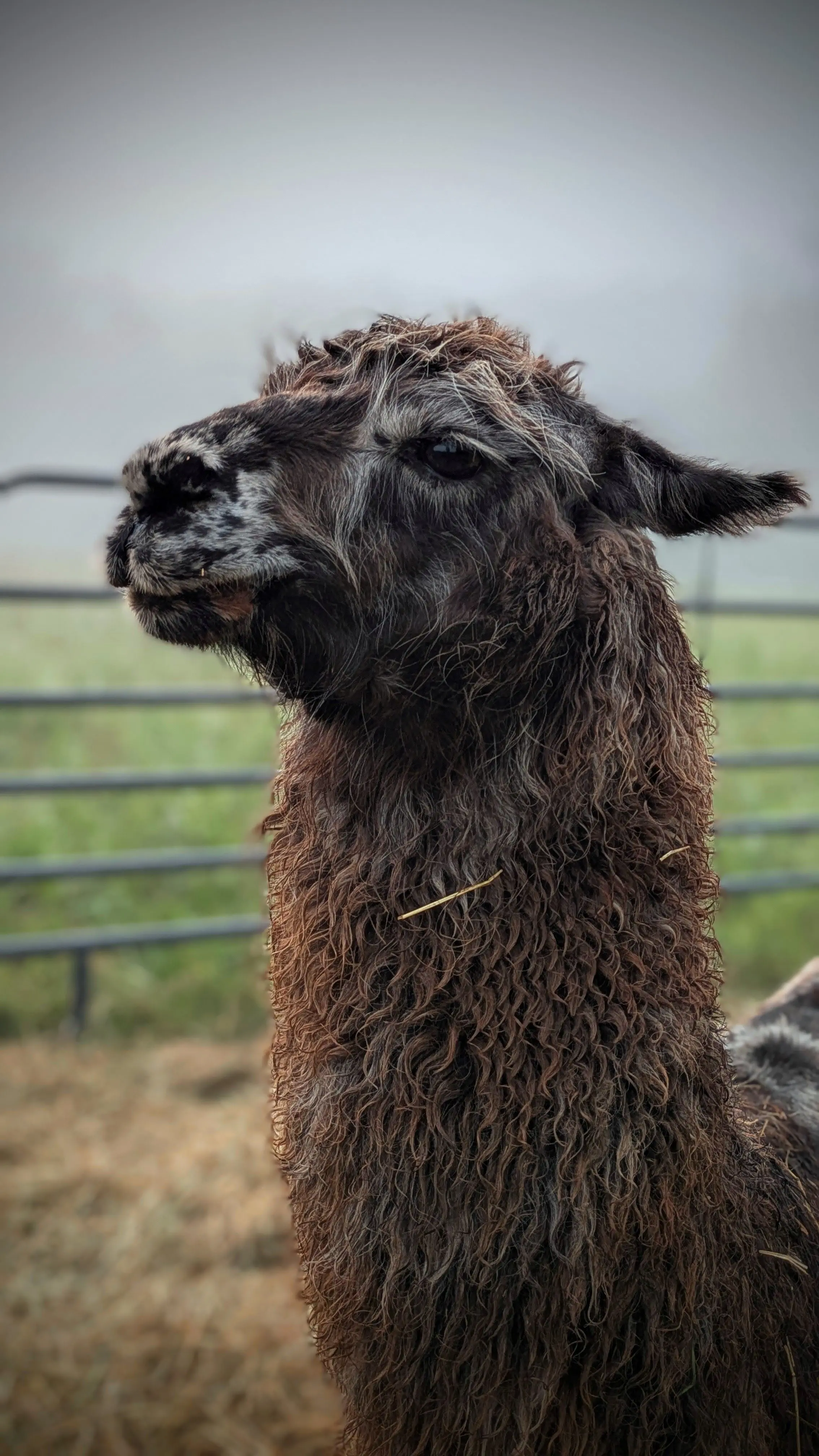 A side-profile portrait of a llama named Kingsley, covered in patchy dark brown hair, looking to the left. A strand of hay is stuck in its fur, and a black fence is blurred in the background. The sky is hazy and gray.