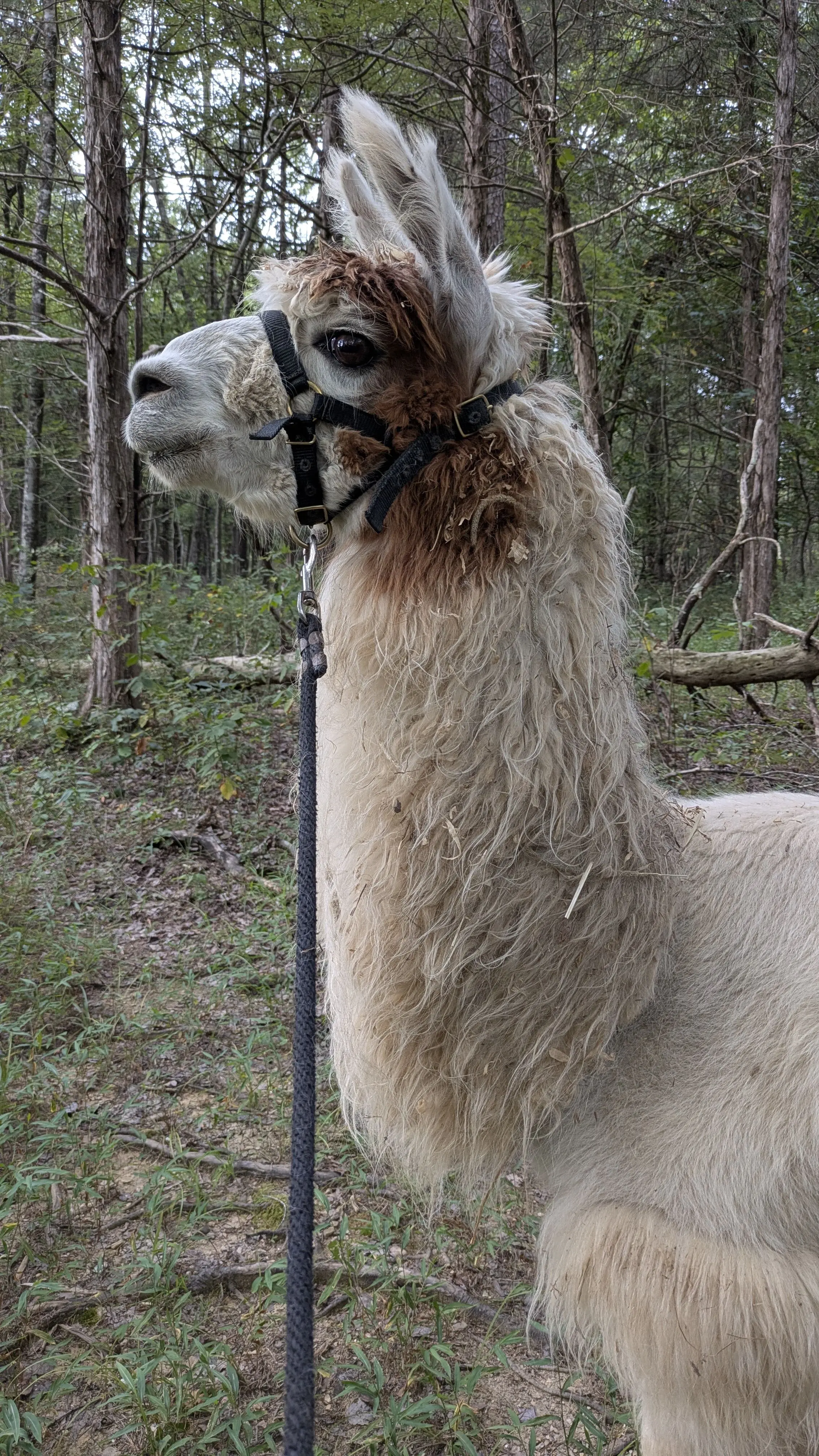 A llama named Teriyaki with a white, curly fleece and a reddish-brown patch on its neck stands on a dirt path in a dense forest. The llama, wearing a black nylon halter and lead rope, is looking to the left.