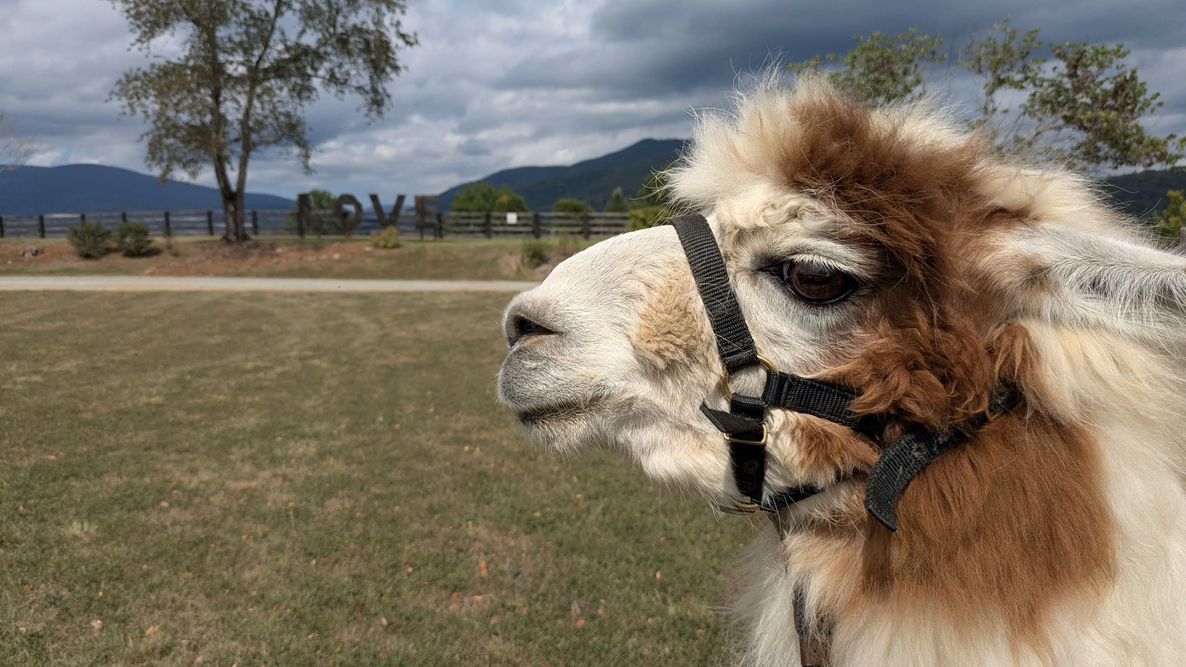 A side-profile of a llama named Teriyaki with white and brown fleece, wearing a black halter. It is standing in a grassy field with a fence and a large 'LOVE' sculpture visible in the background. The scene is set against a backdrop of mountains under a dramatic, cloudy sky.