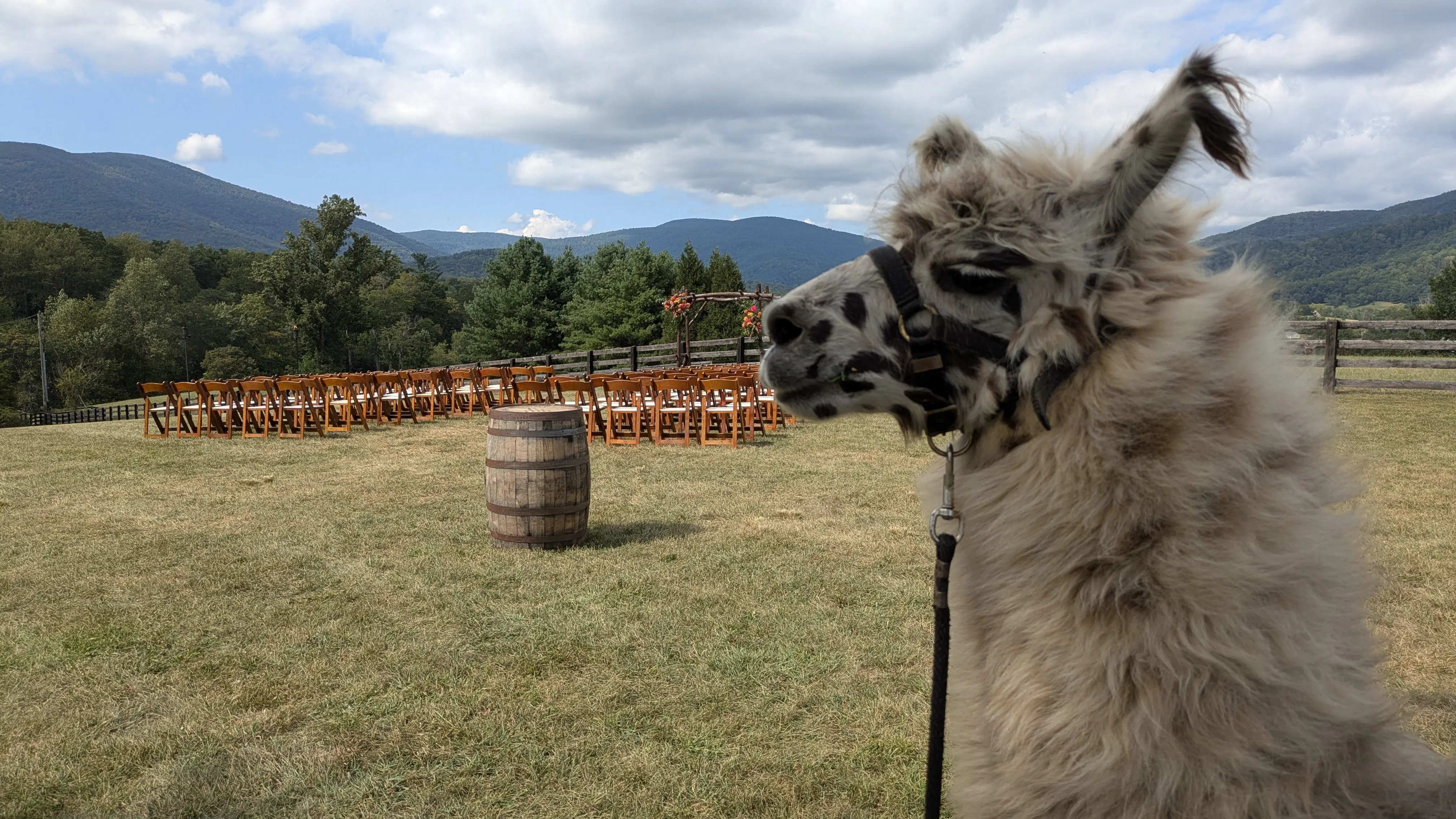 A white llama with black spots named Fitz wearing a black halter is in the foreground, looking to the left. The llama's body is out of focus. In the background, there is an outdoor wedding ceremony setup, with rows of empty wooden chairs facing a rustic wedding arch. Mountains and trees are visible in the distance under a partly cloudy sky.
