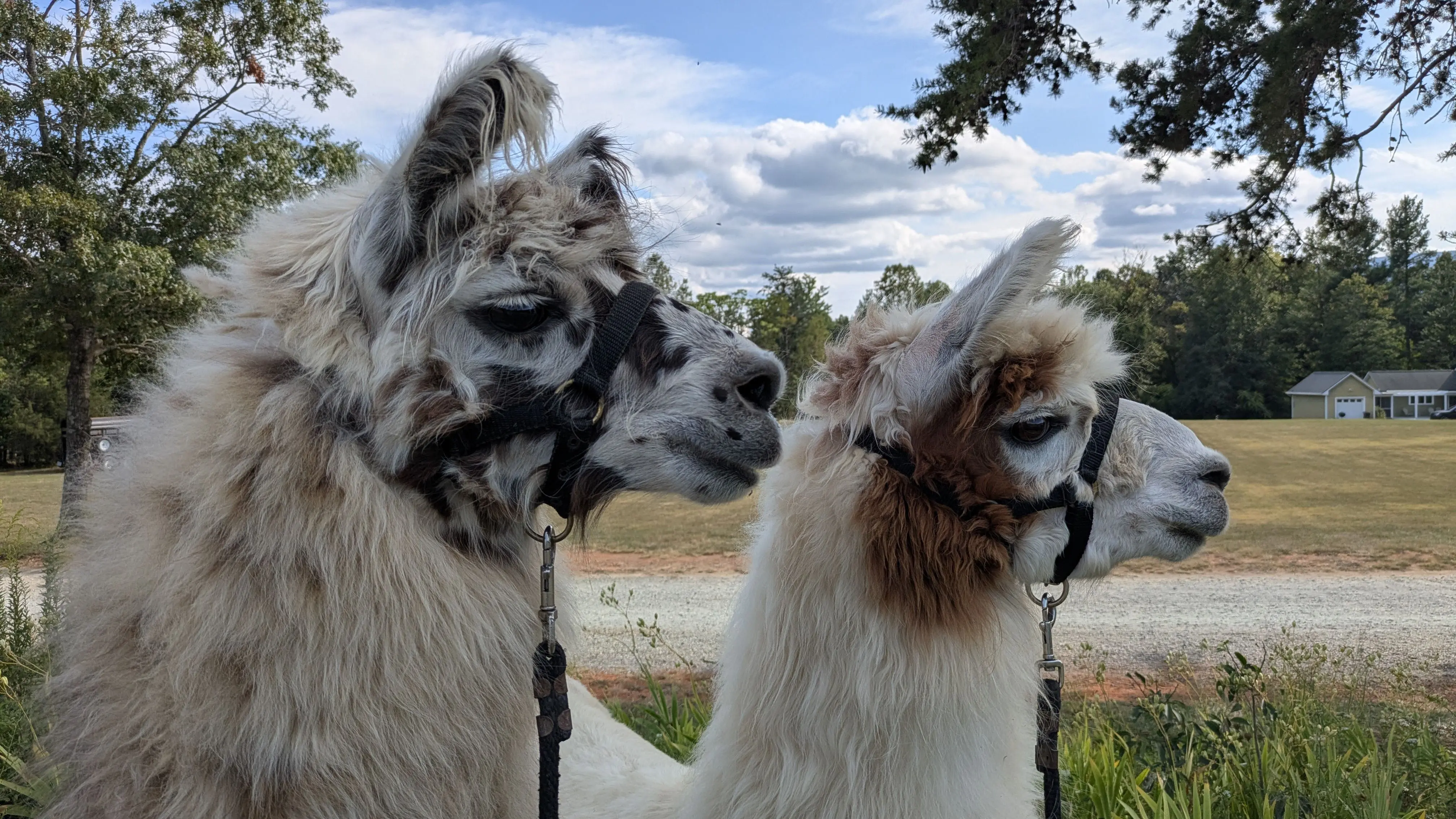 A side-profile shot of two llamas standing side by side, facing right. The llama in front, named Fitz, has white fur with brown and black markings on its face. The llama behind him, Teriyaki, is mostly white with red patches on its neck and face. Both llamas are wearing a black harness. They are standing outdoors in a field with trees and a house in the background under a blue sky with white clouds.