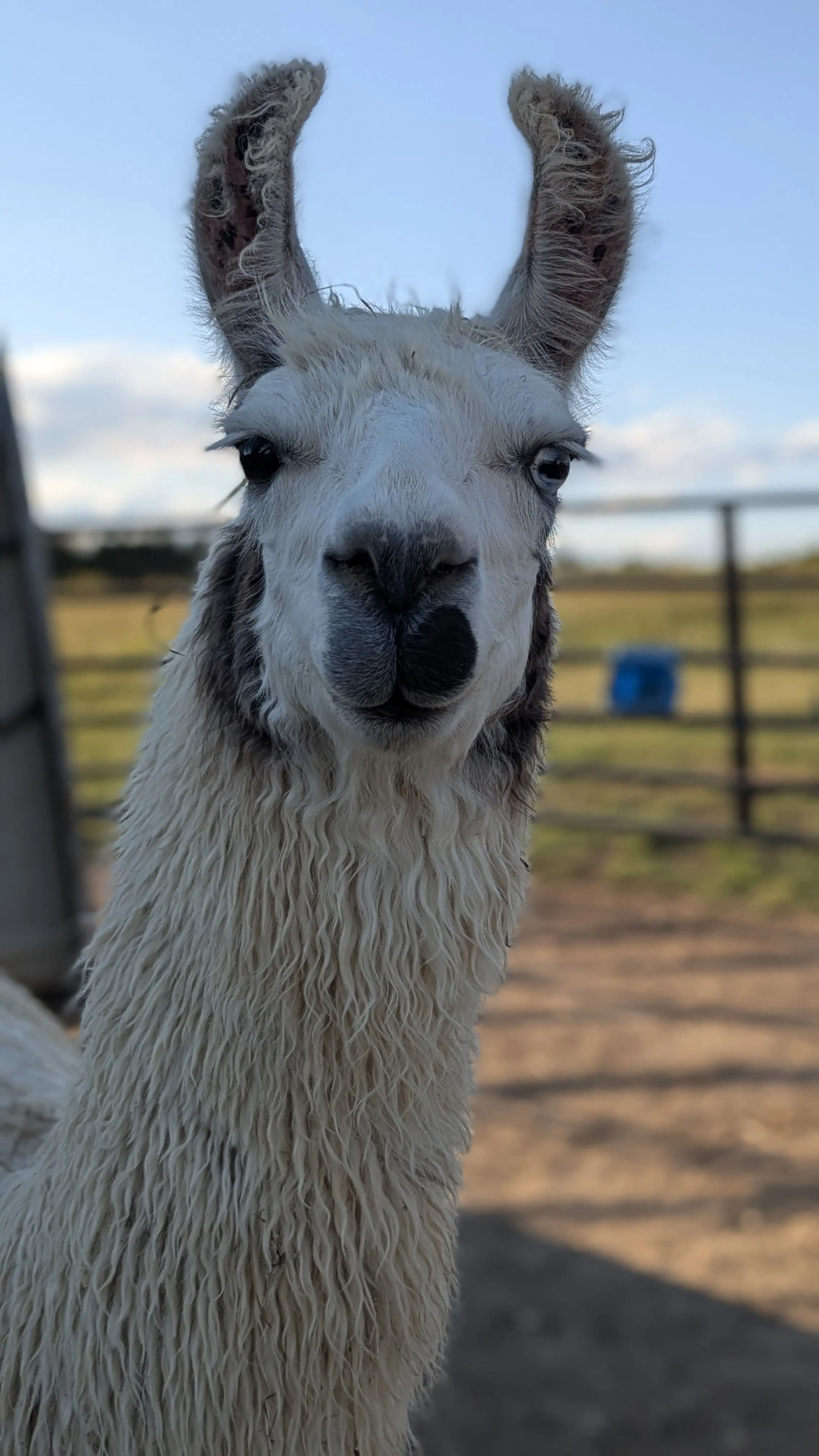 A portrait of Lullabye, a white llama with black markings around her eyes and nose, looking directly at the camera. She has a curious expression and its ears curve inward. In the background, a blue feed tray rests on a blue fence under a clear, blue sky.