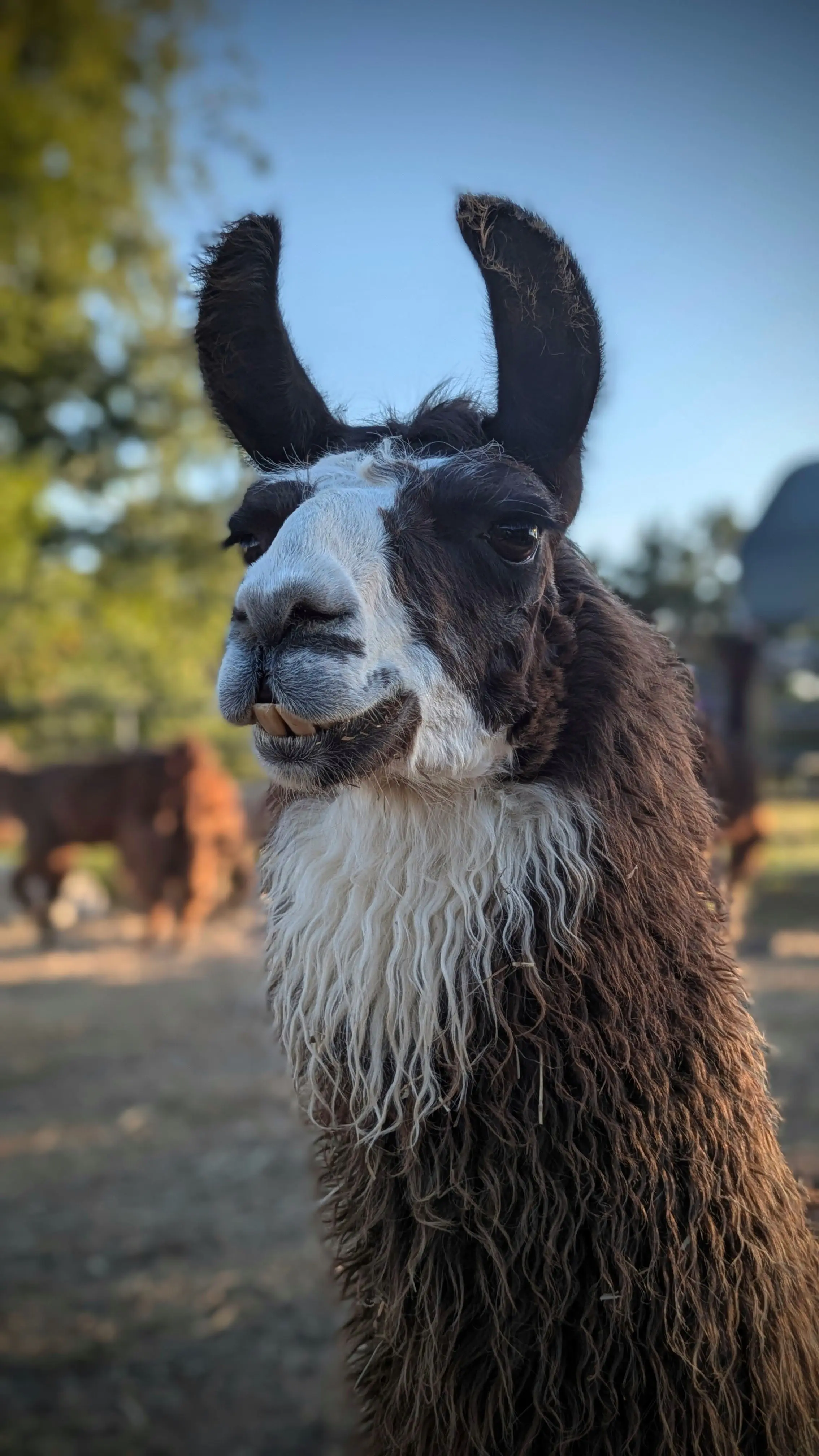 A portrait of a Chewy, a llama with dark brown and white hair, looking to the left. He is looking away from the camera, showing a mouthful of teeth. Hiss ears curve inwards and he is lying down outdoors, under a clear blue sky.