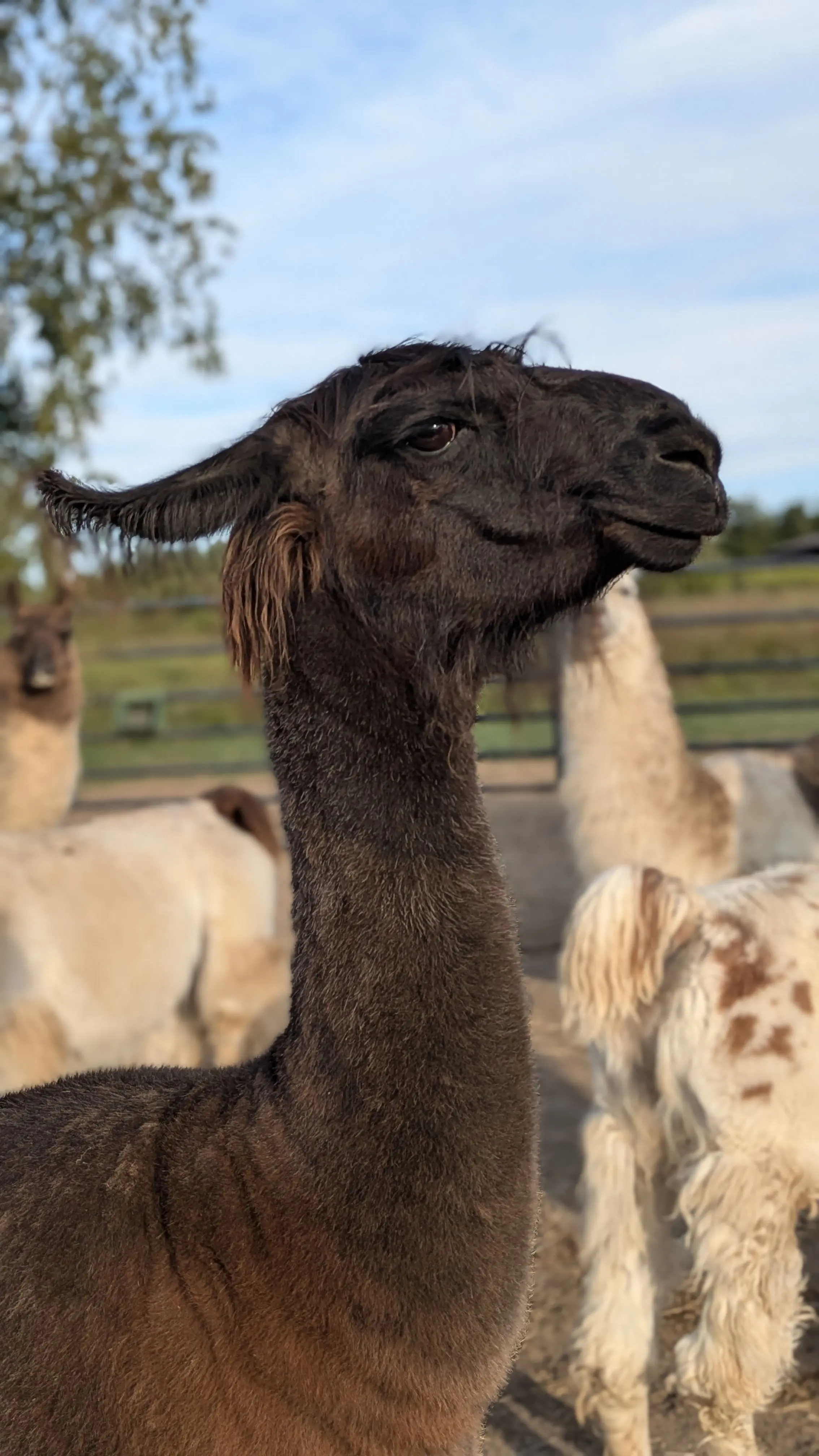 A close-up portrait of a dark brown llama named Poppy. The llama's neck and head are in focus and its head is turned slightly to the right, with a gentle smile on its face. The background is a farm pen, with other blurred llamas standing behind.
