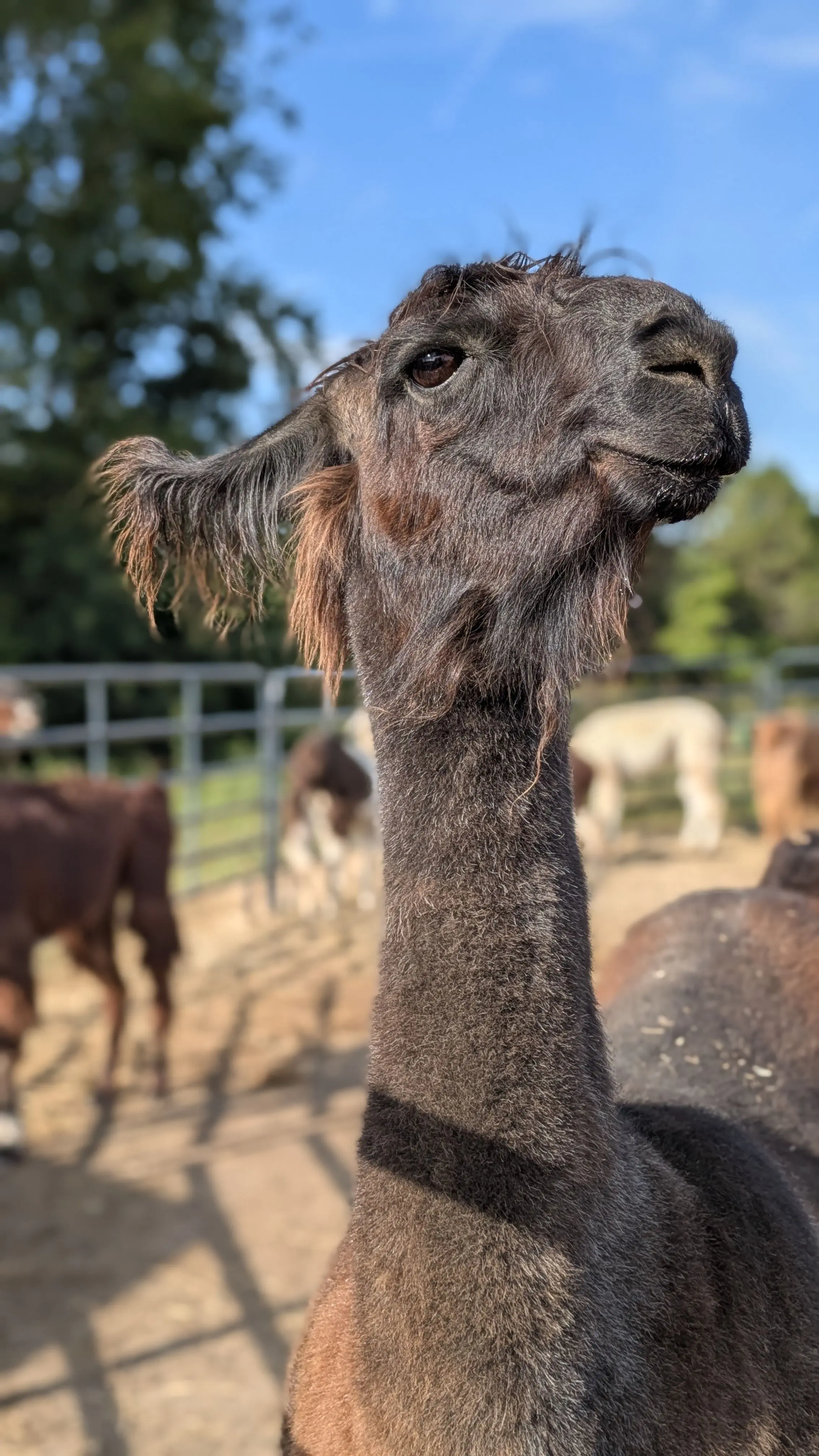 A close-up, low-angle portrait of a dark brown named Poppy. Her head is turned to the right and she is enjoying the sunlight. The side of its face and neck are illuminated by a warm light. In the out-of-focus background, a blue fence and other llamas are visible in a dusty pen.