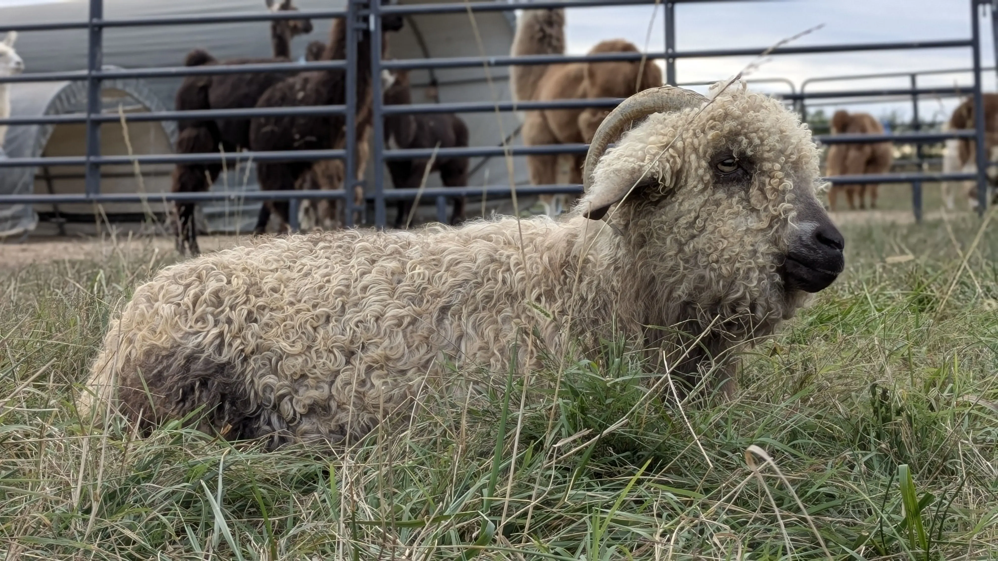 A light-colored Angora goat named Couscous with thick, curly horns and shaggy fleece lies in a field of tall, dry grass. The goat is looking to the right. In the blurred background, llamas are visible behind a blue metal fence.