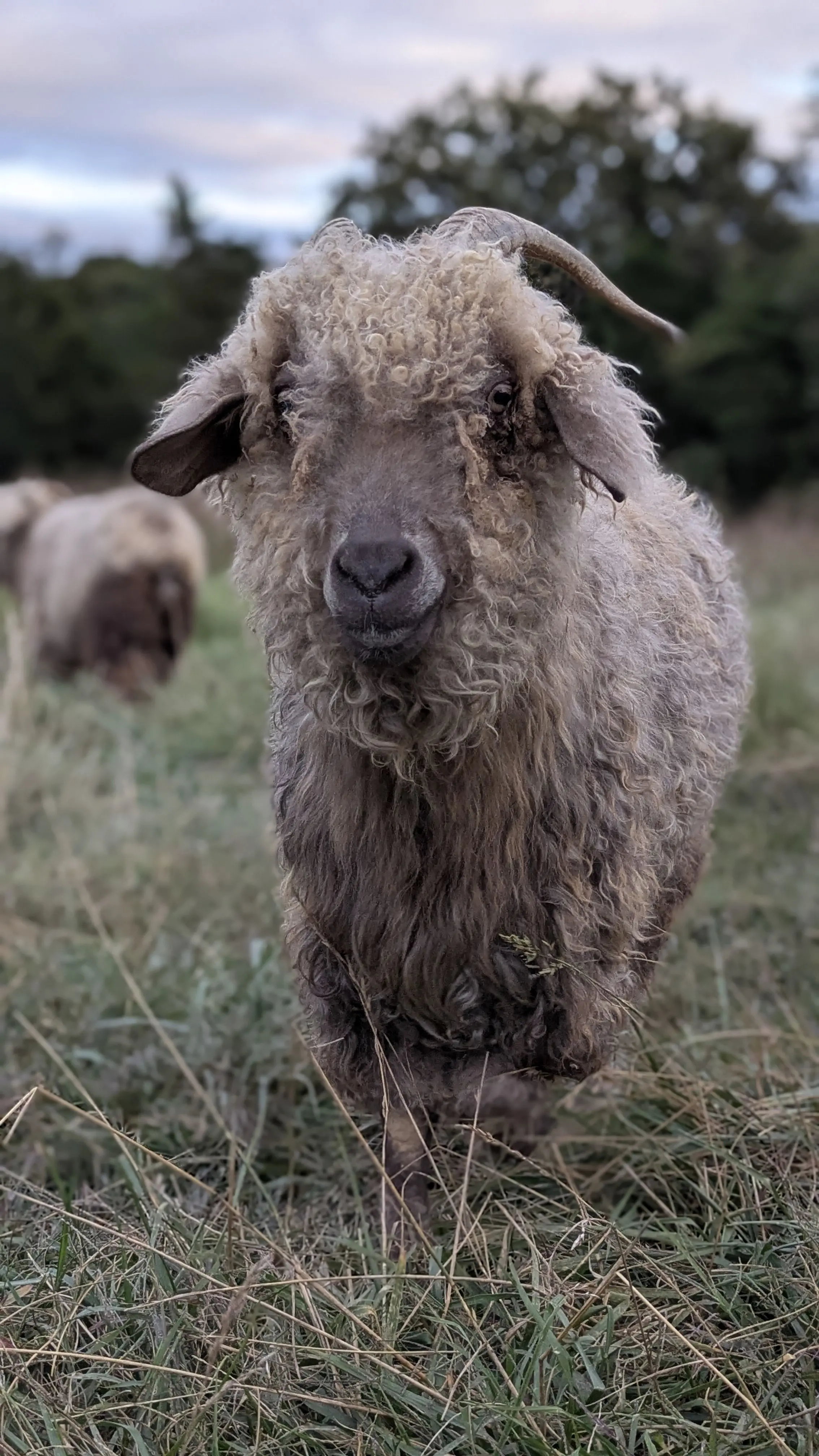 A full-frontal, eye-level portrait of a shaggy-haired goat named Tabbouli with small, curving horns. Her face is covered in long, curly fleece, obscuring its eyes. She is standing in a field of tall, dry grass, with her daughter, Couscous, visible in the background.