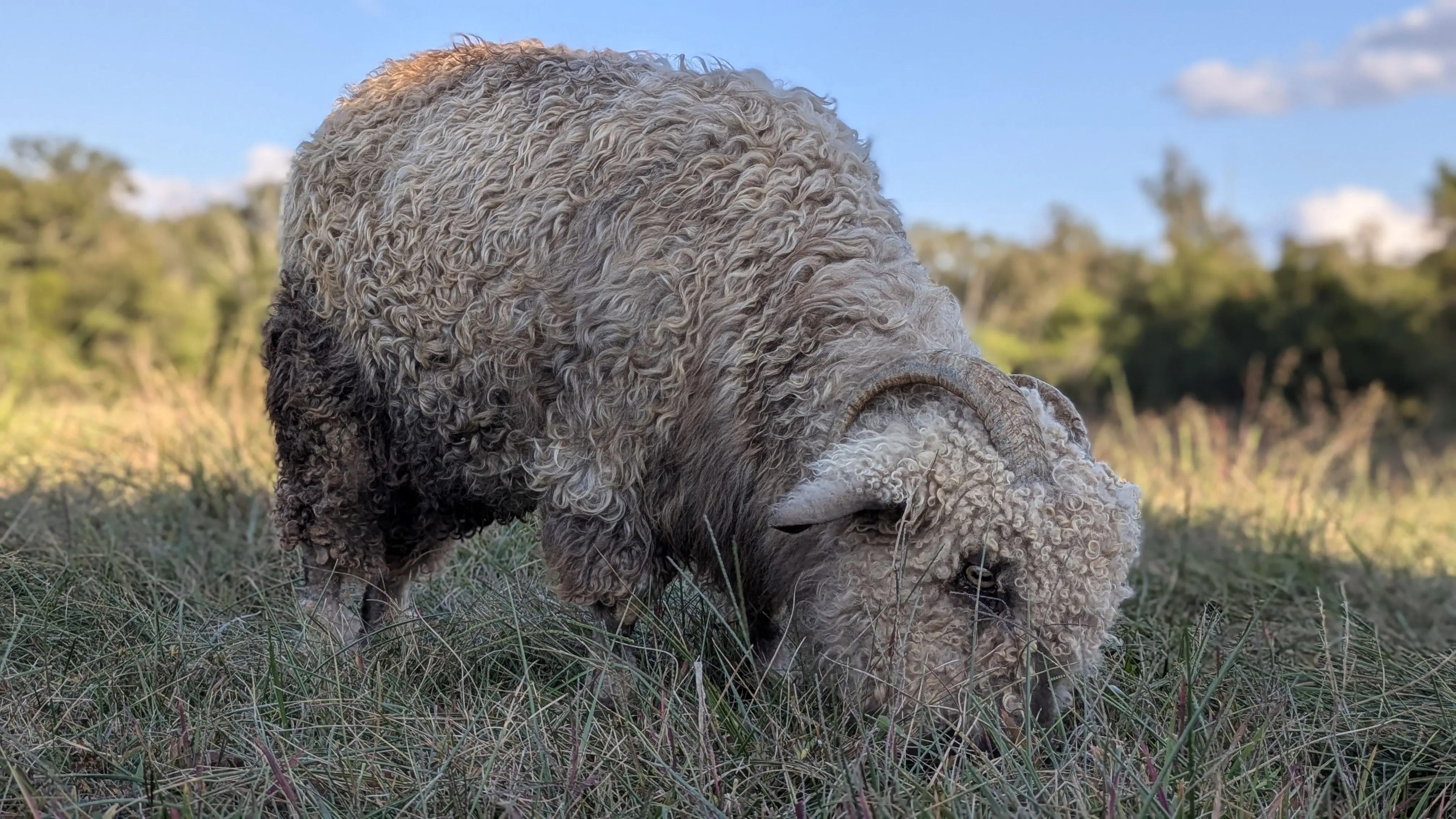 A close-up, side-profile of a light-colored Angora goat named Couscous with shaggy, curly fleece grazing in a field of tall grass. Her head is bent down as it eats, and her fleece appears darker and on lower legs and stomach. The background is a golden-lit field and trees under a blue sky.