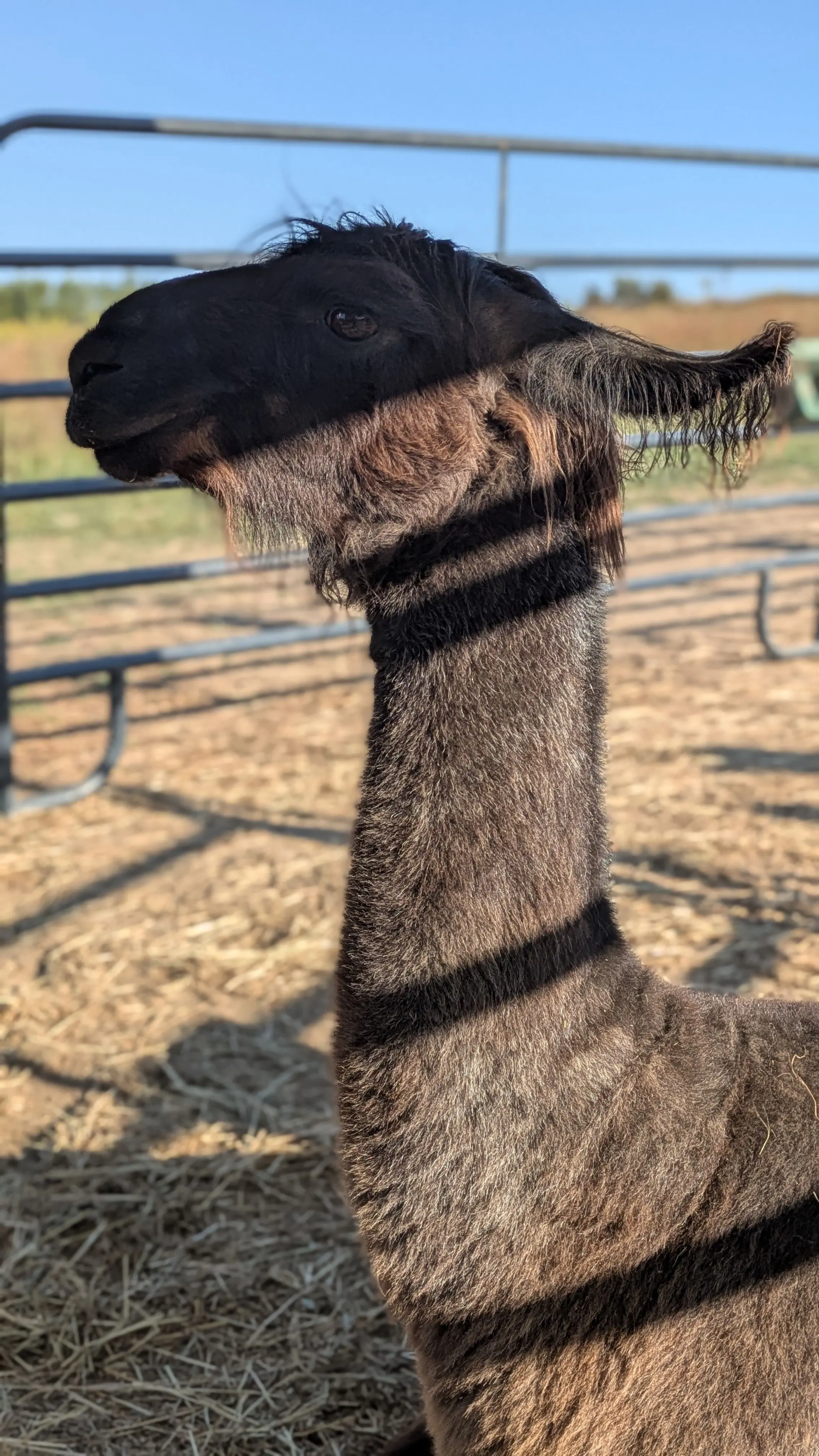 A side-profile portrait of a dark brown named Poppu sitting on the ground in a pen. Her head and neck are in focus, with horizontal shadows from a fence falling across her face and body. The out-of-focus background shows a dusty pen and a metal fence.