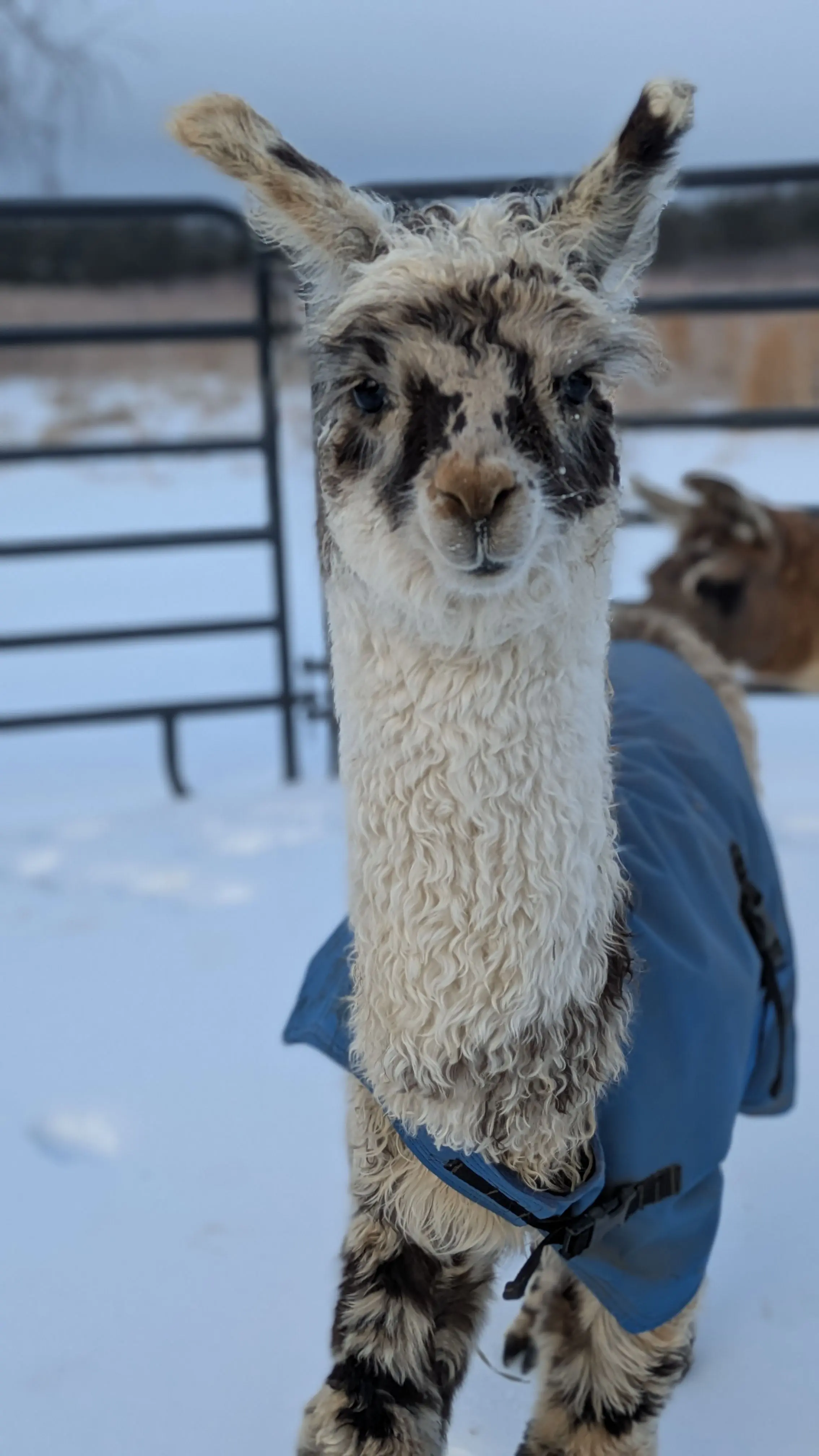 A cute alpaca with speckled white and brown fur on its face and legs, wearing a blue winter coat, stands in a snowy field. Its neck is covered in fluffy white fur, and it looks directly at the camera with perked ears. A blurred fence and another animal are in the background. [U]