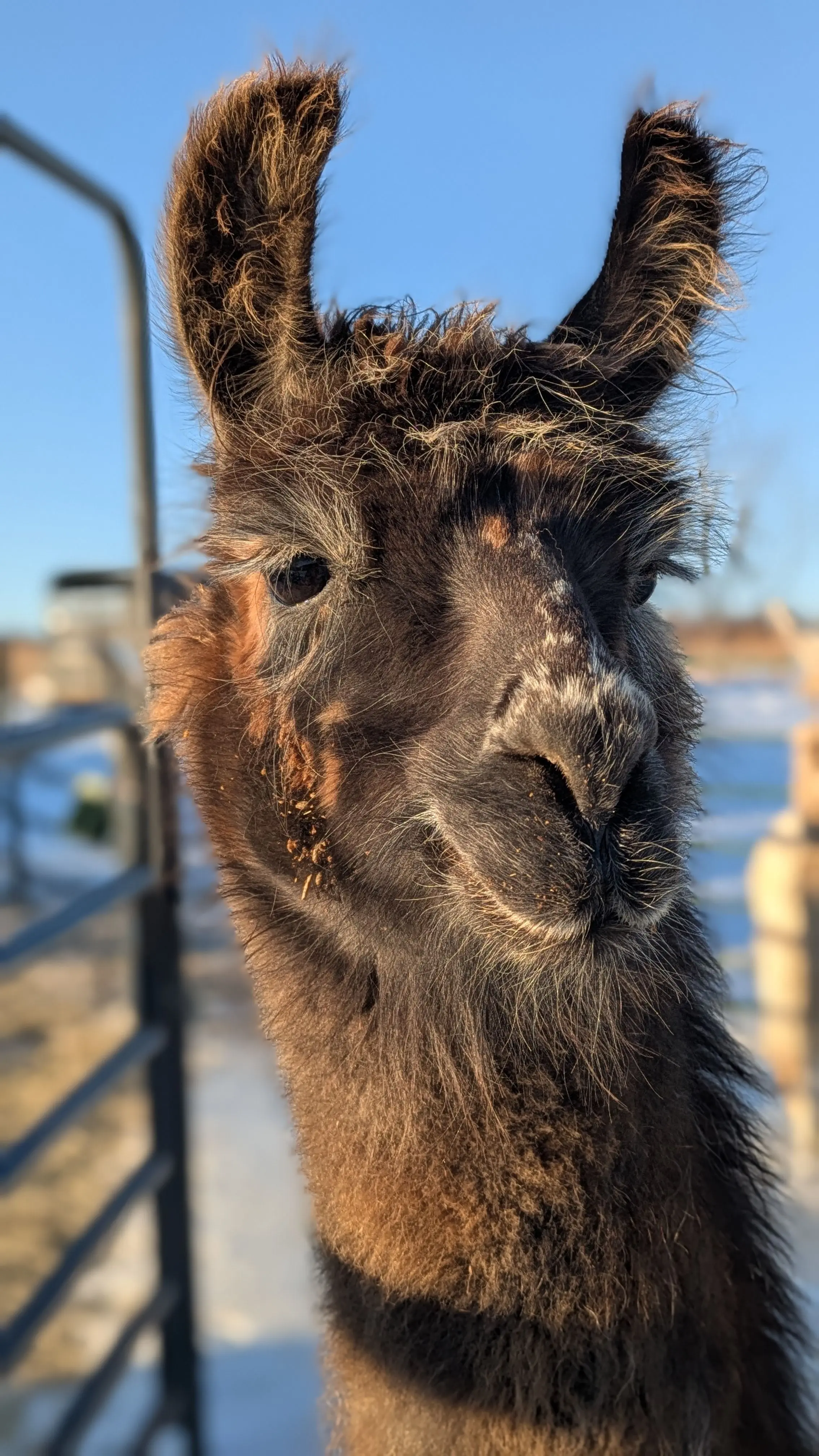 A close-up portrait of a dark brown llama with shaggy, fluffy fur looking directly at the camera. Sunlight illuminates its face and textured fur against a clear blue sky, with a blurred fence and snowy ground in the background. [U]