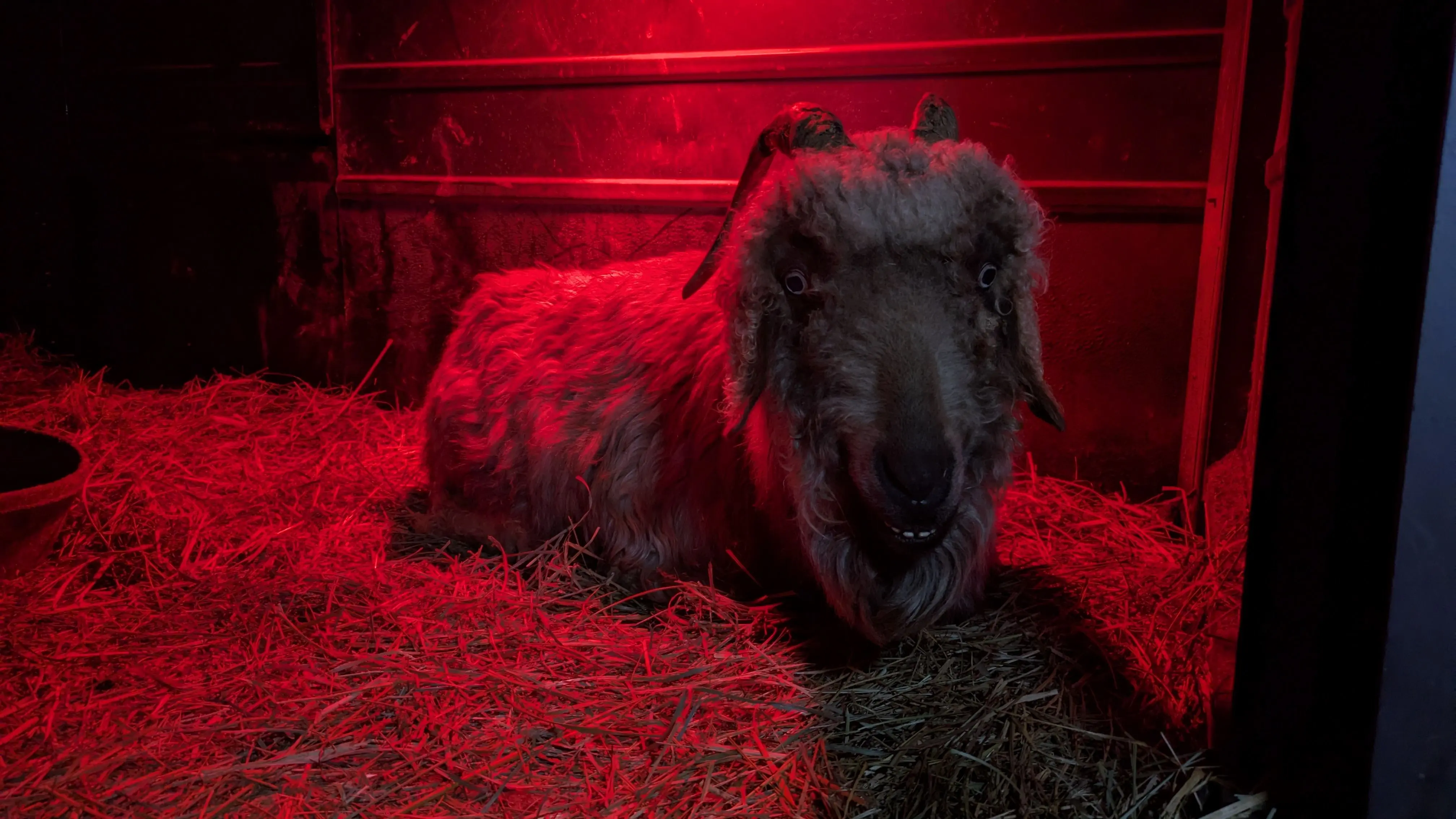 A shaggy brown goat lies on a bed of hay, illuminated by a strong red light in a dark barn. It stares directly at the viewer with wide, somewhat wild eyes and a slight smile, giving it an eerie and captivating expression.