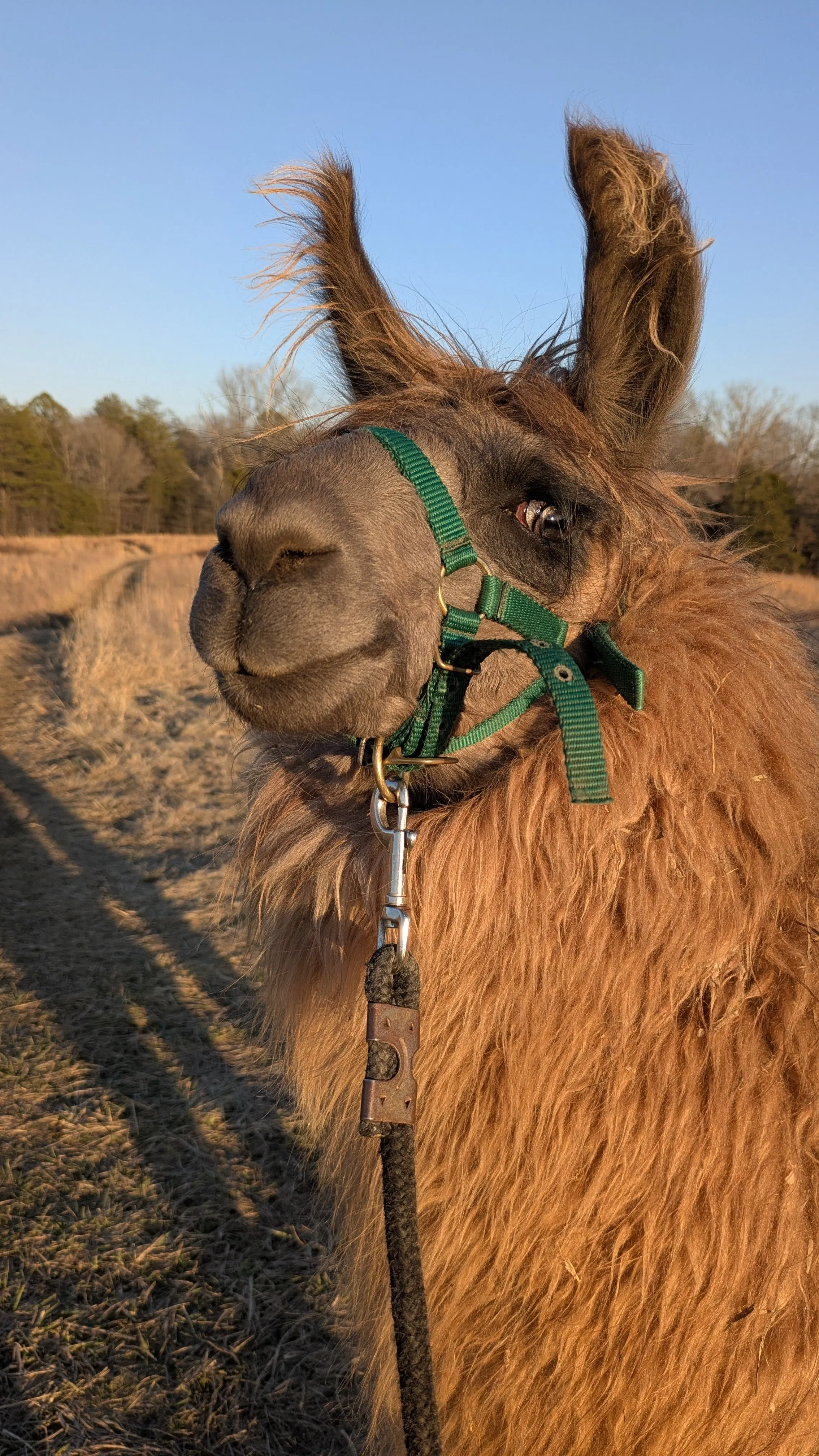 A close-up shot of a fluffy brown llama wearing a green halter and leash, looking left. The llama is in a sunlit, dry grassy field with trees in the distant background under a clear blue sky. [U]