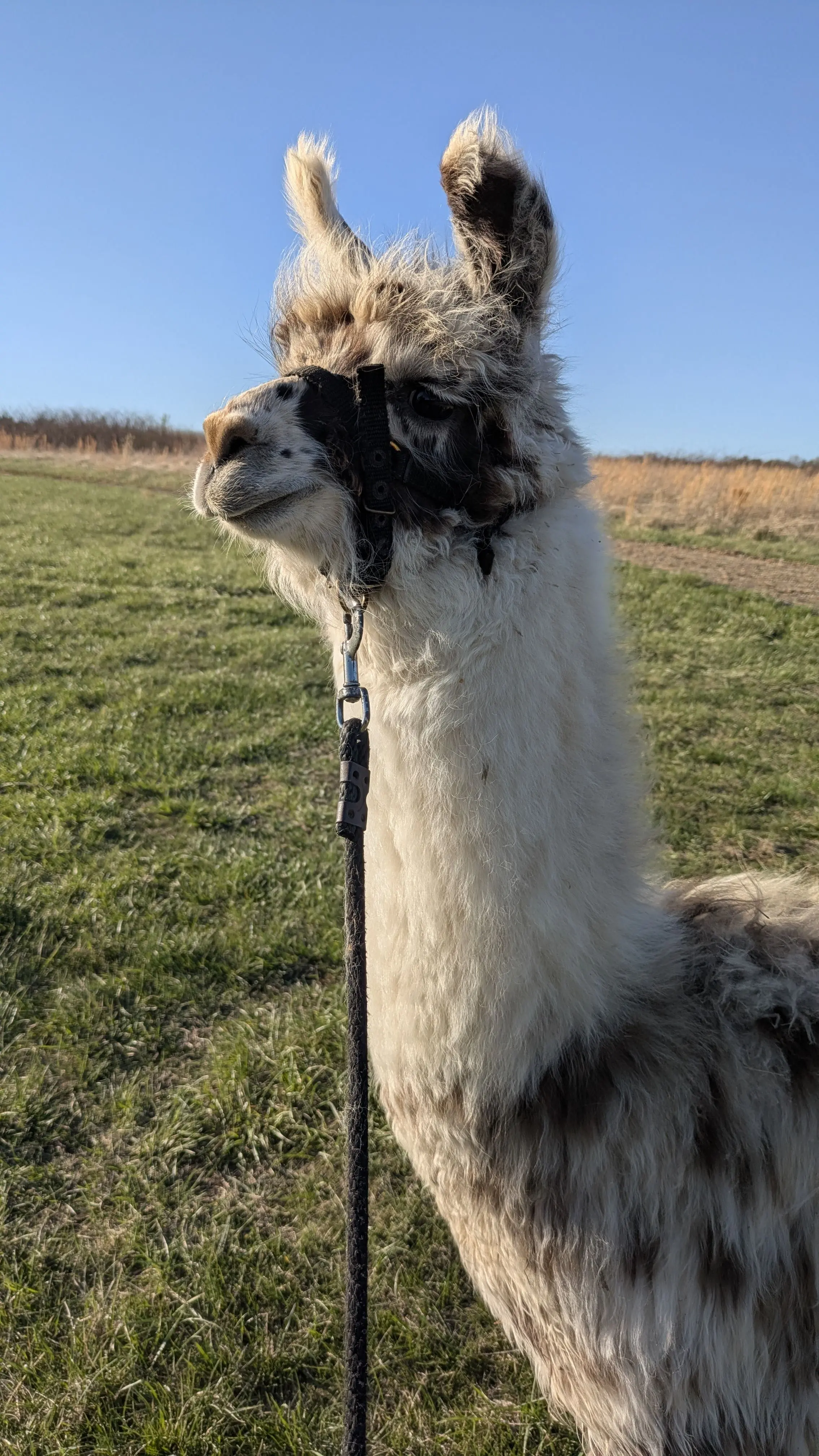 A close-up, vertical portrait of a fluffy white and brown spotted llama wearing a black halter and leash, standing in a sunny green field under a clear blue sky. The llama looks calmly to its left. [U]