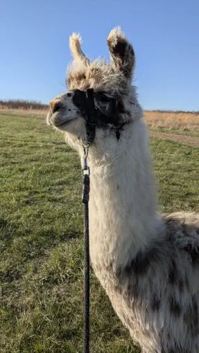 An image of a animal named Domino