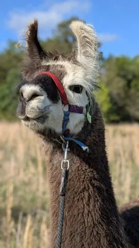 An image of a animal named Kabooki