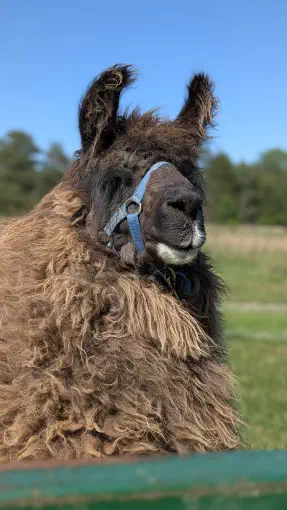 An image of a animal named Chillaxin