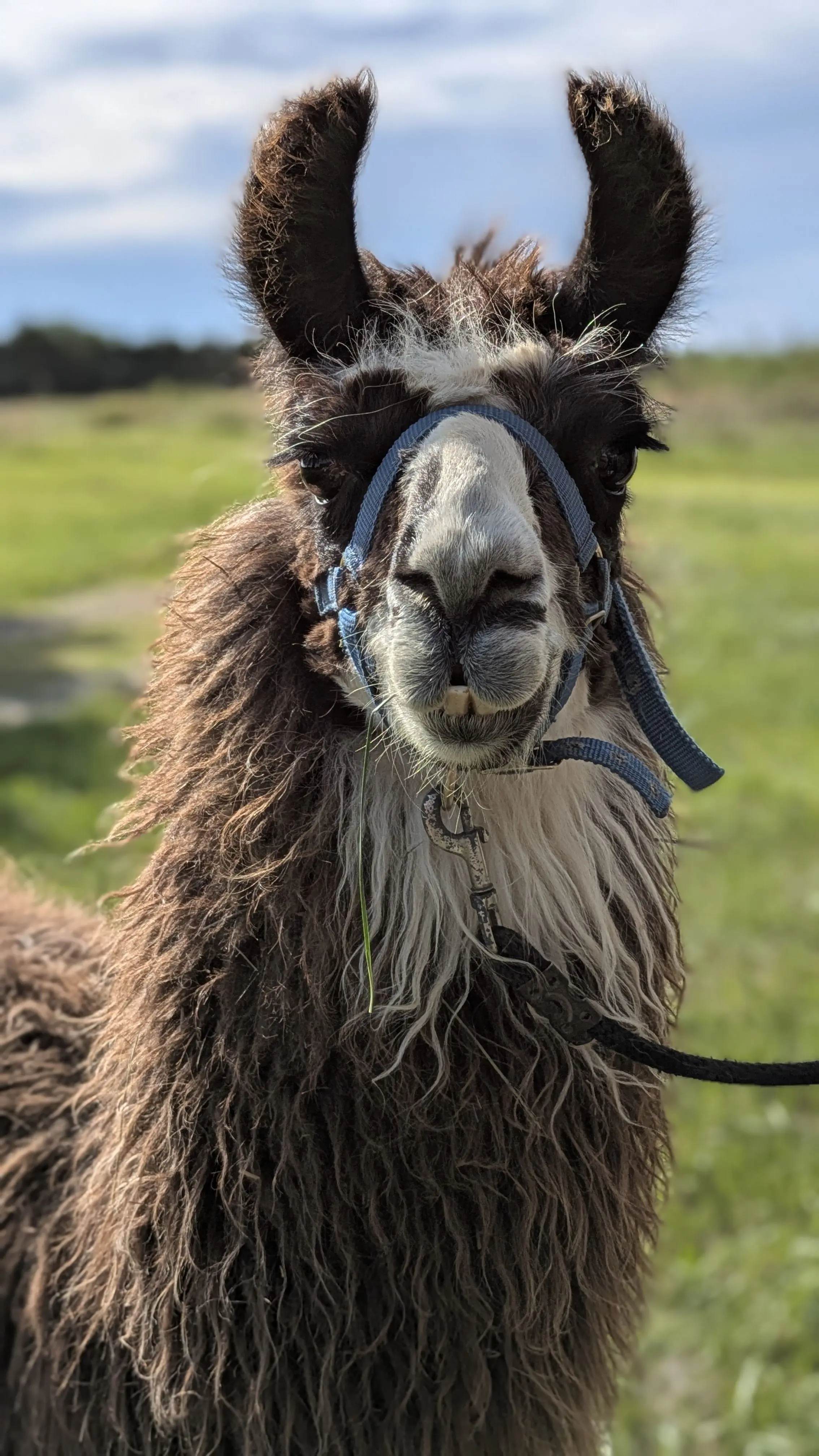 A close-up portrait of a fluffy brown and white llama wearing a blue halter, looking directly at the camera with its front teeth slightly visible, against a blurred green field and blue sky. [U]