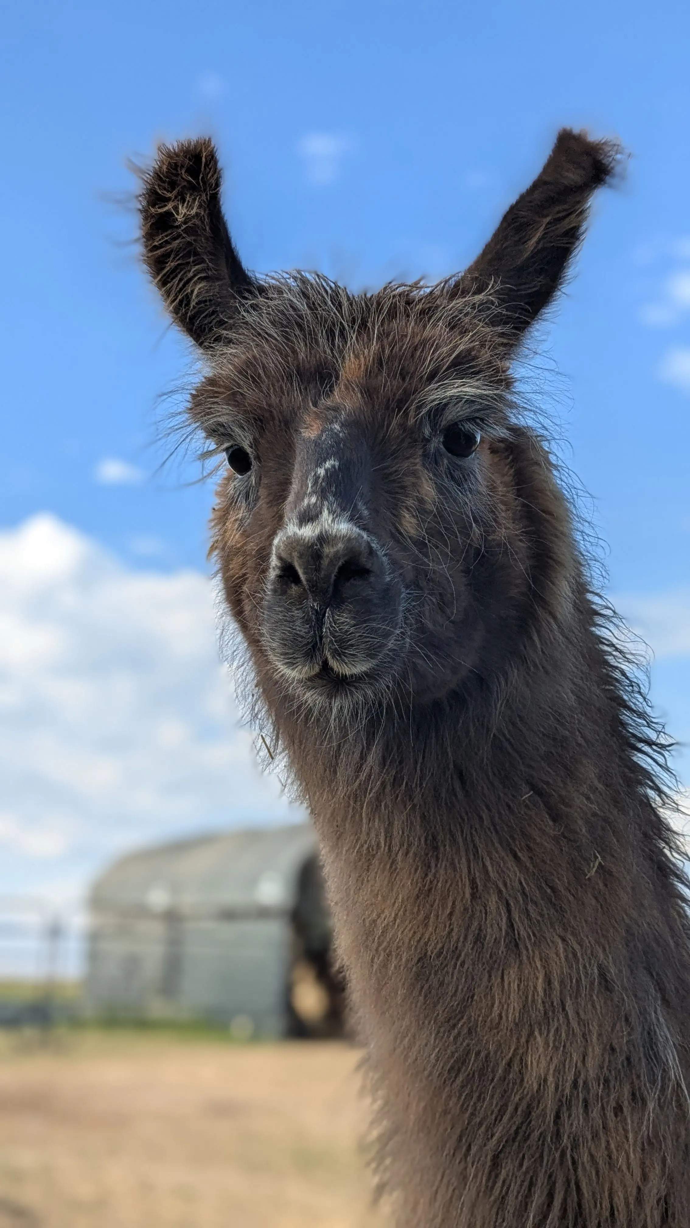 A close-up portrait of a fluffy dark brown llama looking directly at the camera. Its shaggy fur, especially on its ears, is windblown against a bright blue sky with sparse white clouds. In the blurred background, there's a light-colored farm building. [U]