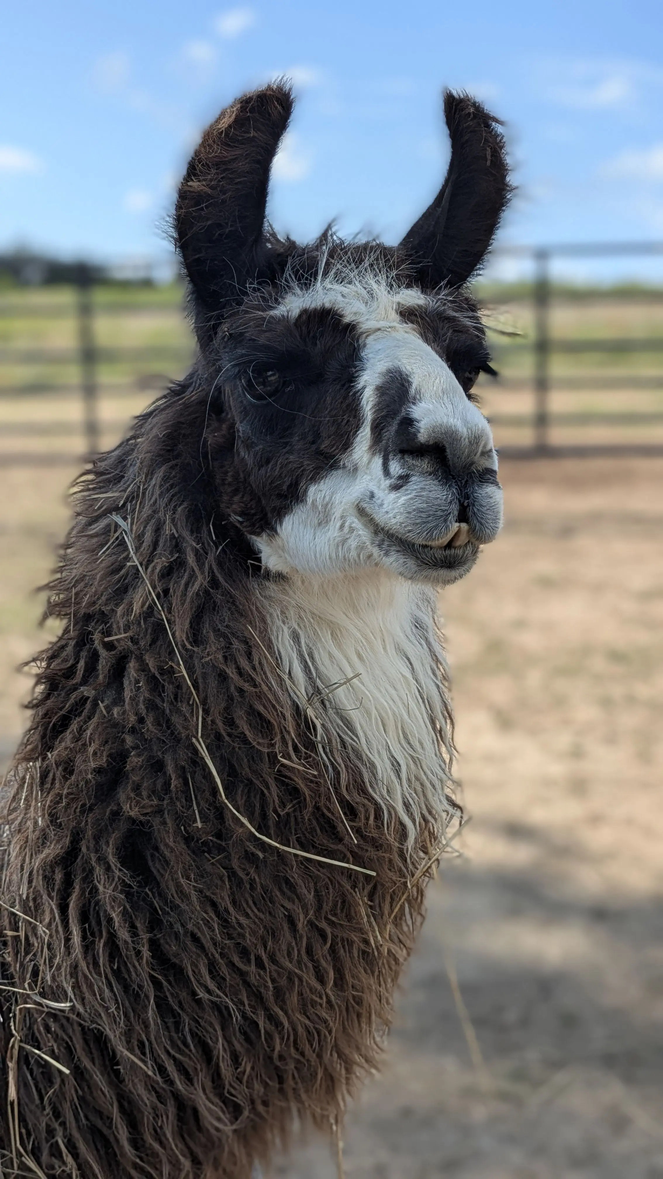 A close-up, vertical portrait of a llama with shaggy dark brown and white wool. Its face is distinct with black and white markings, and it has prominent dark ears. Bits of hay are visible in its fur. The background is a blurred field with a fence under a clear blue sky. [U]
