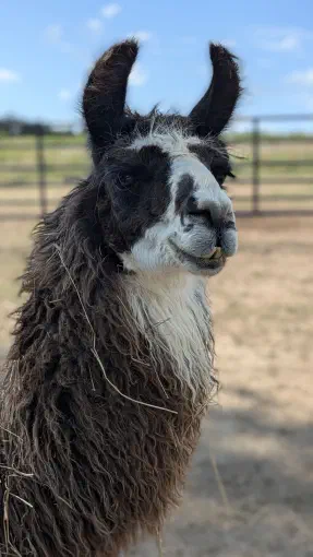 An image of a llama named Chewy