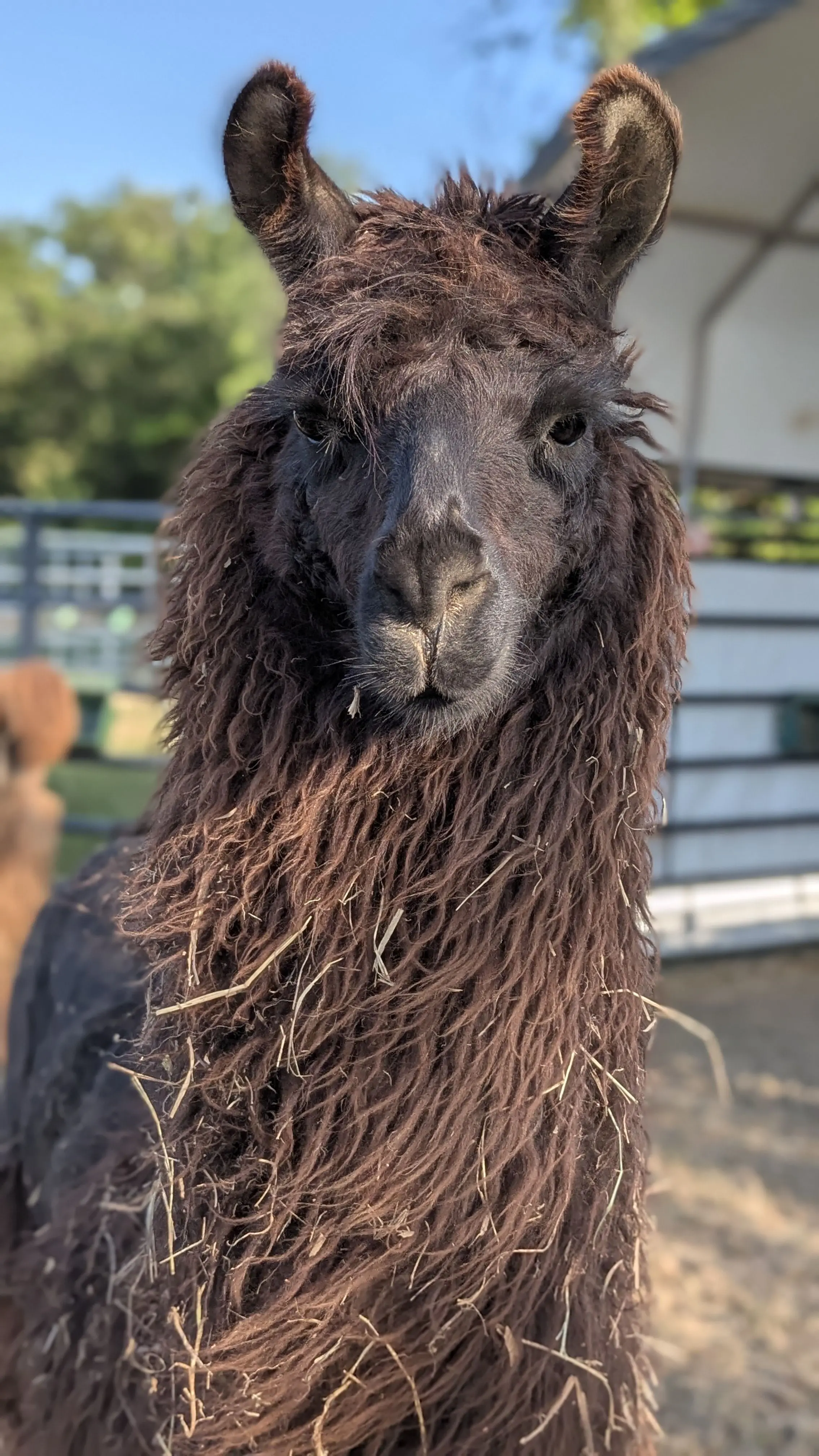 A close-up portrait of a dark brown llama with shaggy, curly fur and some hay caught in its coat. The llama is looking directly at the camera with a blurred background of green trees, blue sky, and a fence. [U]