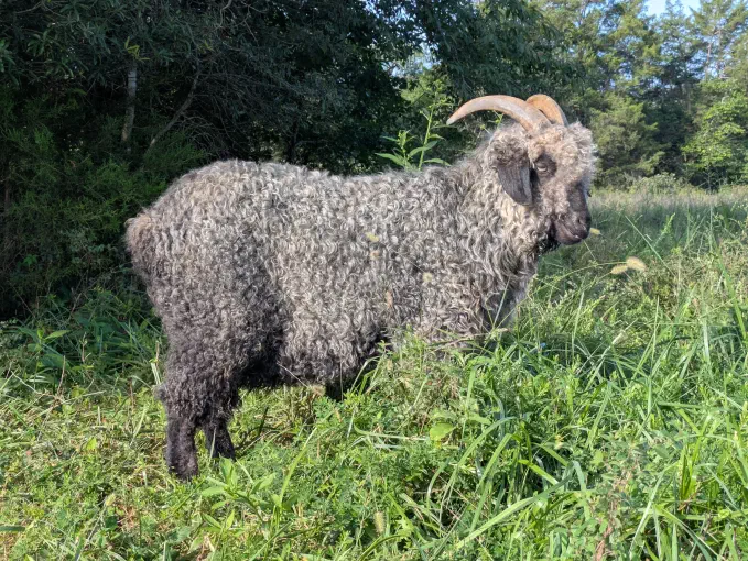 A grey Angora goat with a dense, curly mohair coat stands in a lush green pasture. It has curved horns and dark grey markings on its face and lower legs.