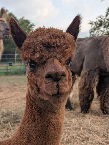 An image of a animal named Diablo