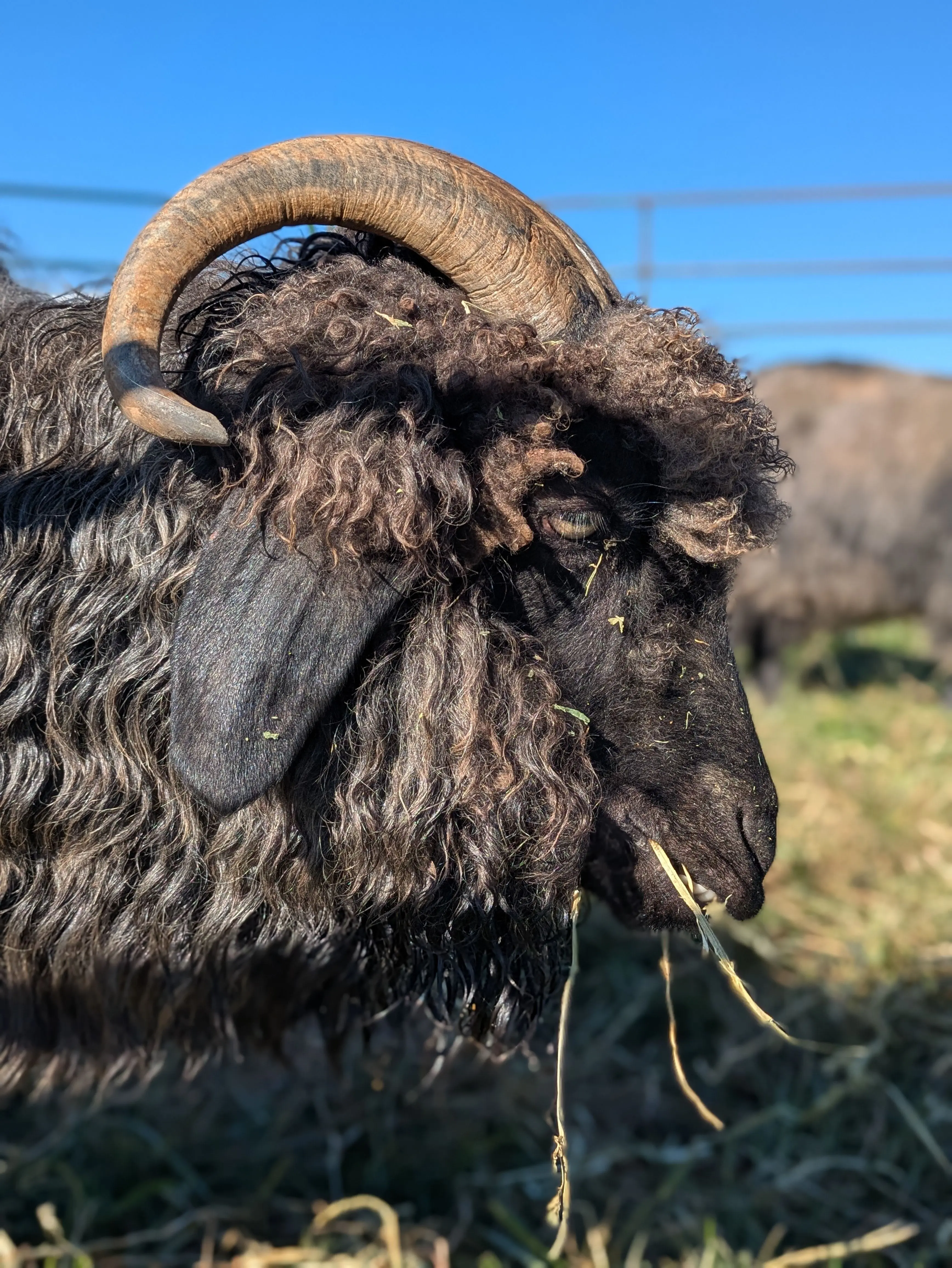 A black Angora goat with long, curly mohair and large curved horns is seen in profile, eating hay in a grassy pasture under a clear blue sky.
