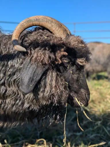 A black Angora goat with long, curly mohair and large curved horns is seen in profile, eating hay in a grassy pasture under a clear blue sky.