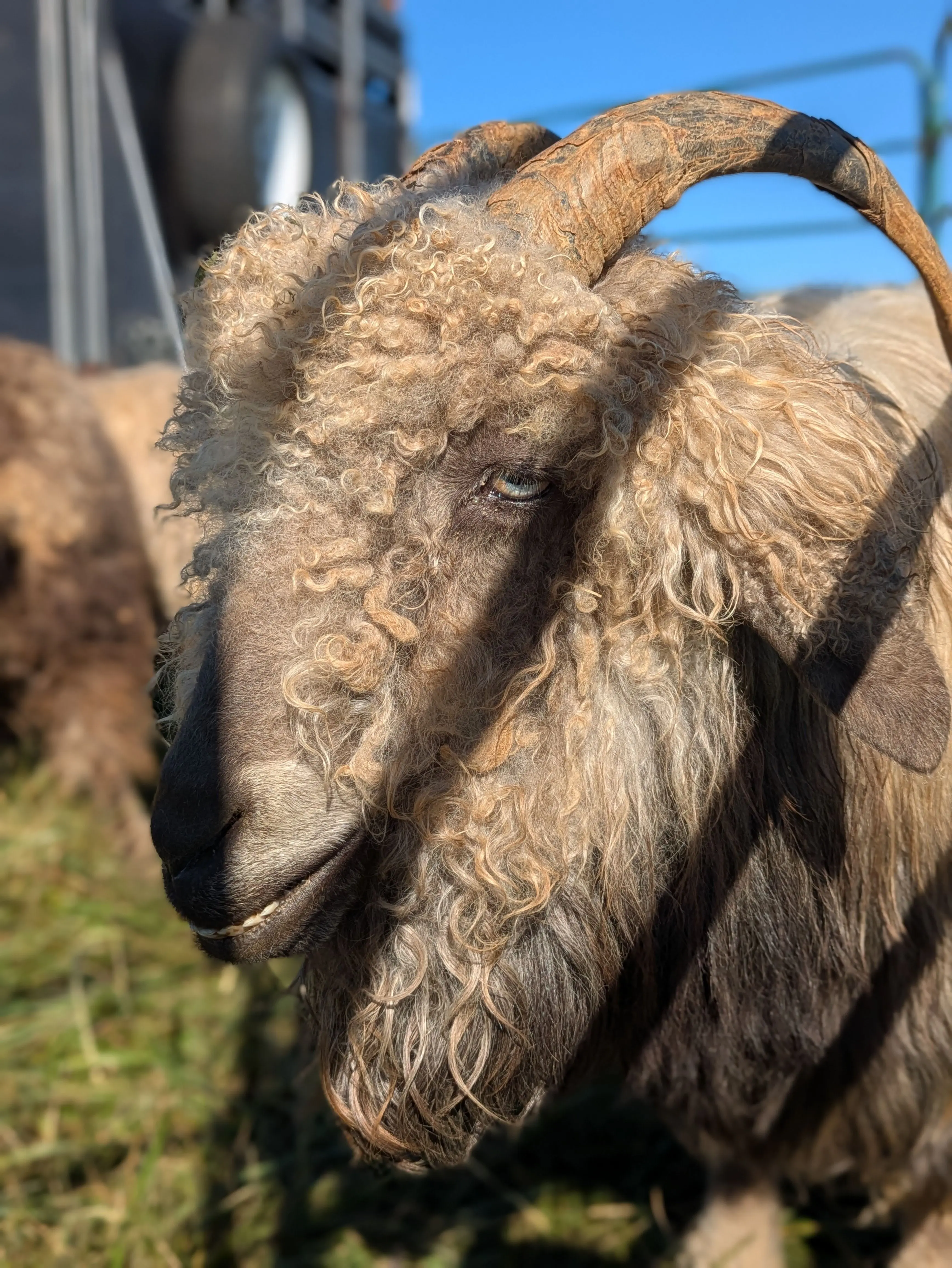 A fawn Angora goat with long, curly mohair stands in a sunny pasture, looking to the left. Its horns curve back and out from its head.