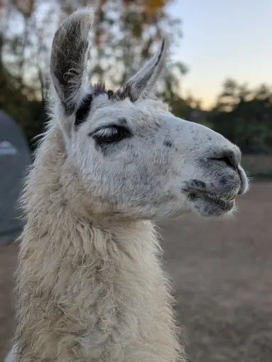 An image of a animal named Kia