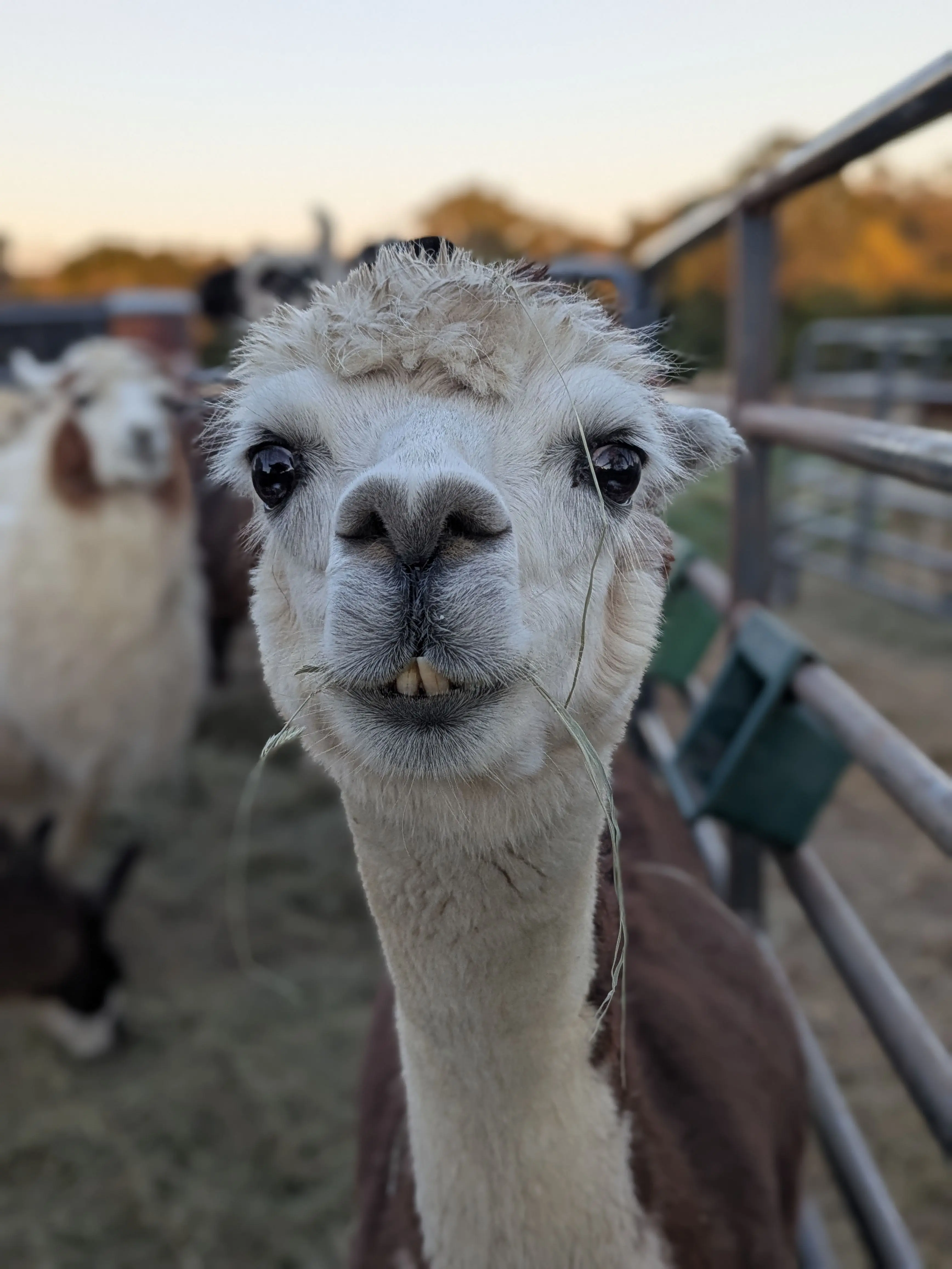 A white-faced alpaca with a fluffy topknot and brown body looks directly at the camera, chewing hay in a pen.