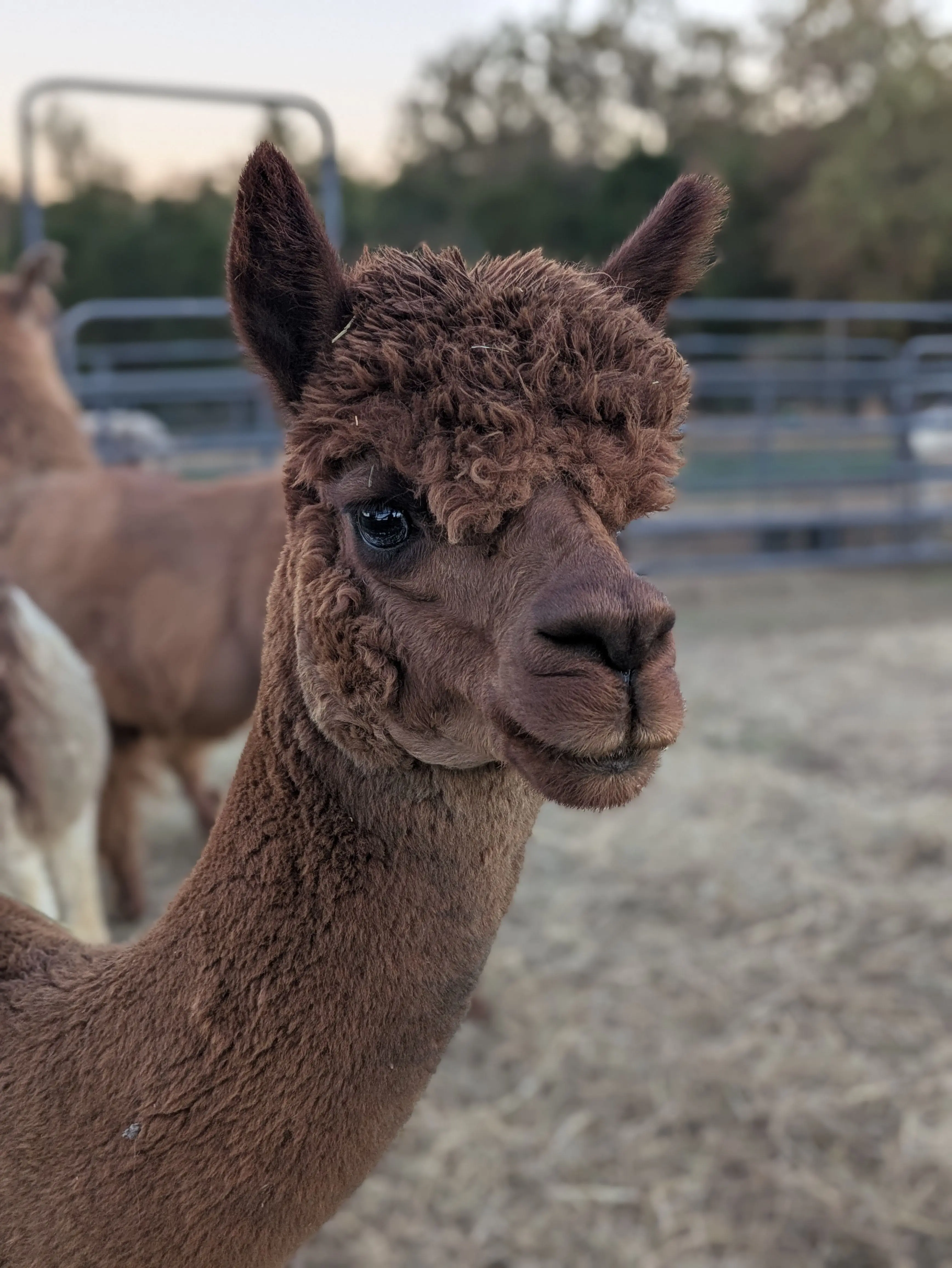 A dark brown alpaca with dense, fluffy fleece and a curly topknot. It stands facing forward with its head turned slightly right, in a pen with a fence and a blurry background.