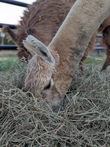 An image of a animal named Storm