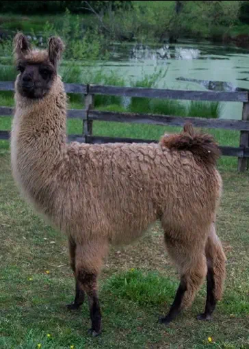An image of a llama named Flying Sourcer