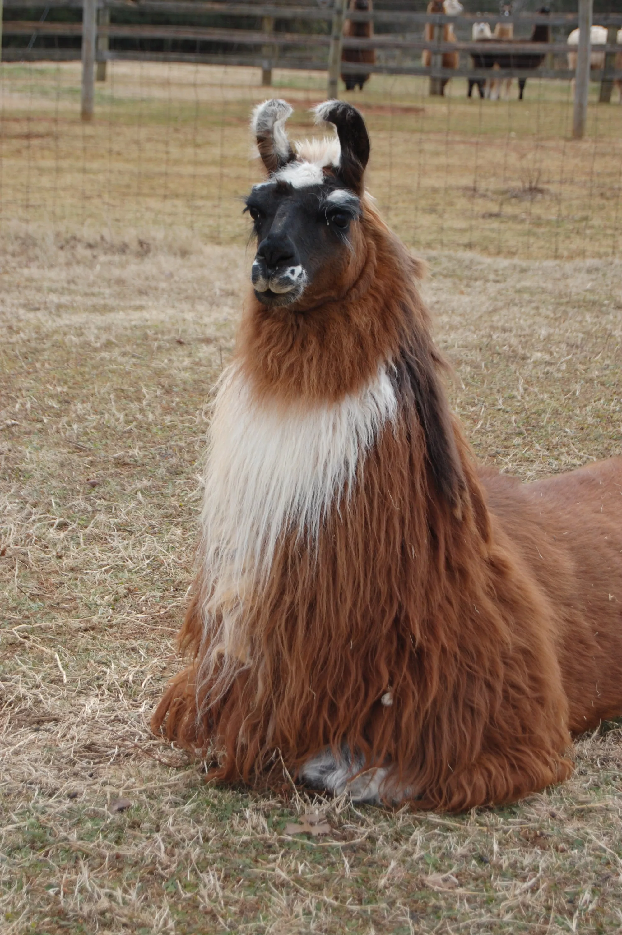 An image of The Spin Doctor lying down in a pasture