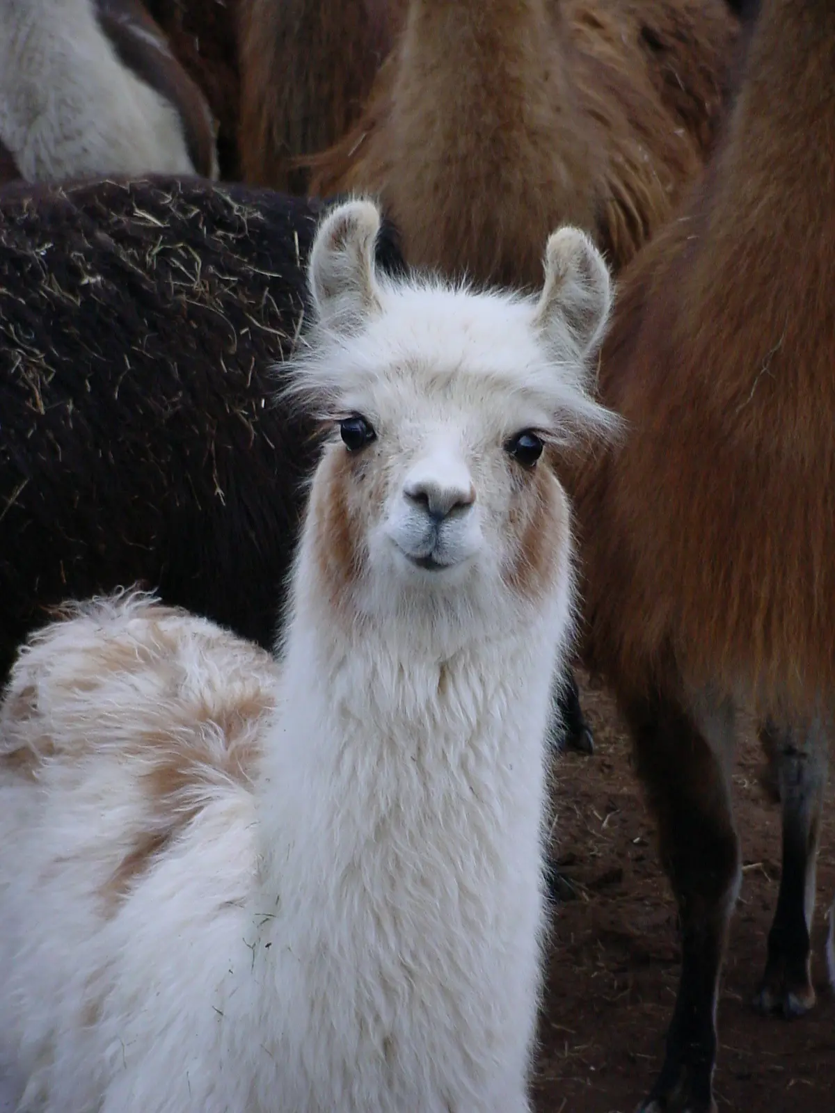 An image of a llama named Toot Sweet