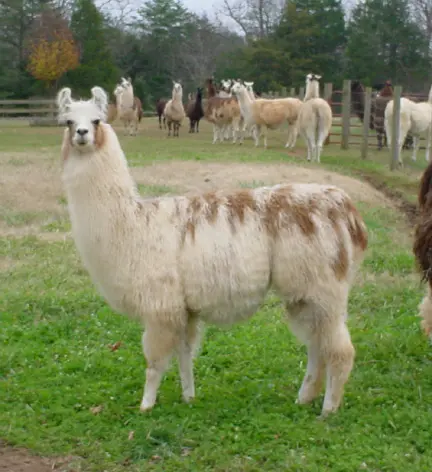 An image of a llama named Toot Sweet