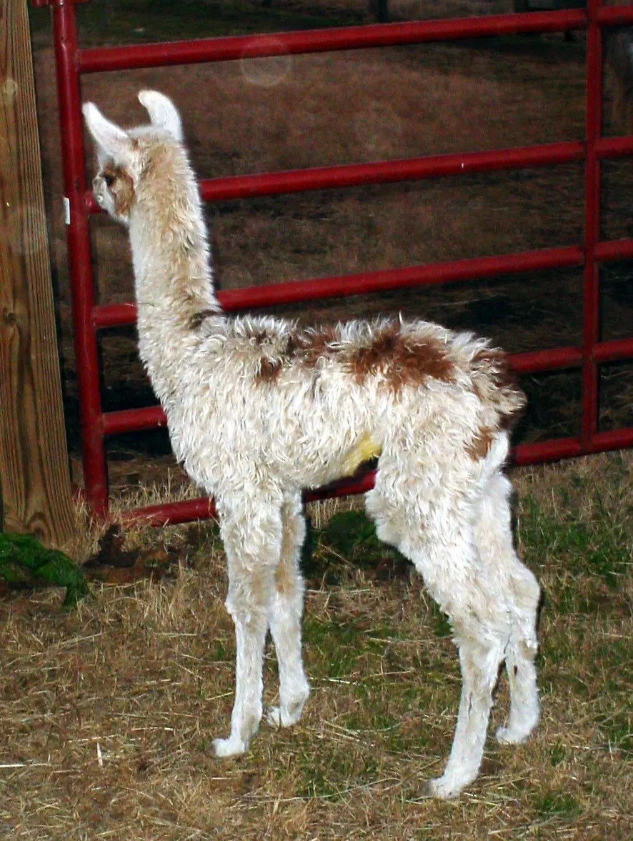 An image of a llama named Toot Sweet