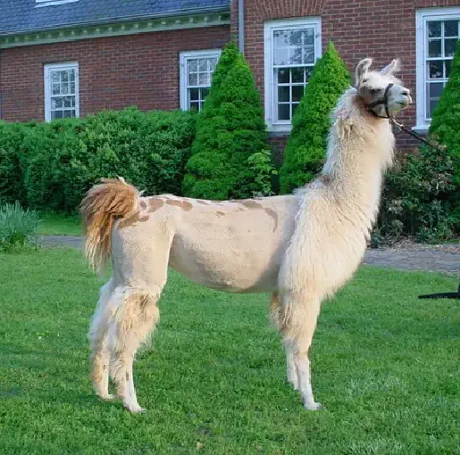 An image of a llama named Toot Sweet