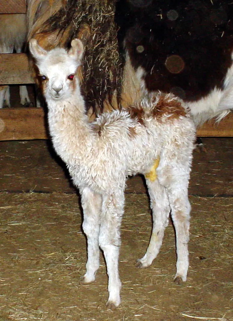 An image of a llama named Toot Sweet