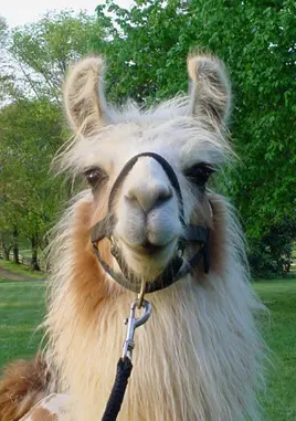 An image of a llama named Toot Sweet