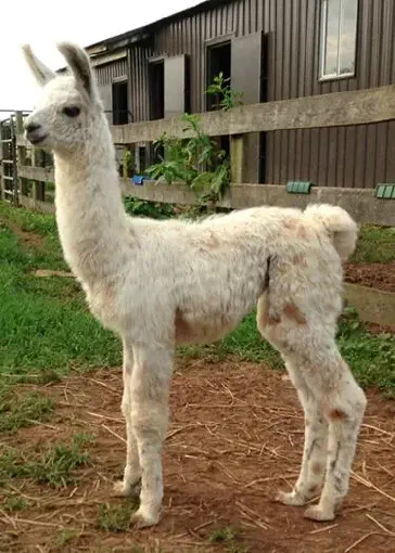 An image of a llama named Tres Chic