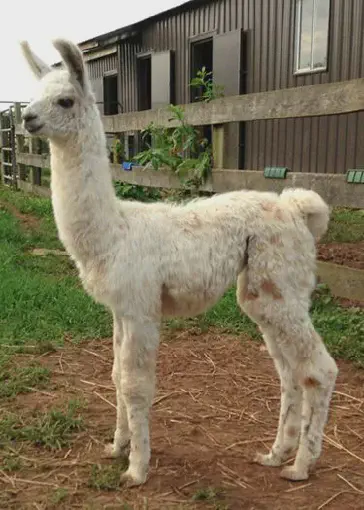 An image of a llama named Tres Chic